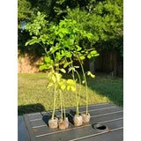 PREORDER Dwarf Moringa Tree (Moringa oleifera)