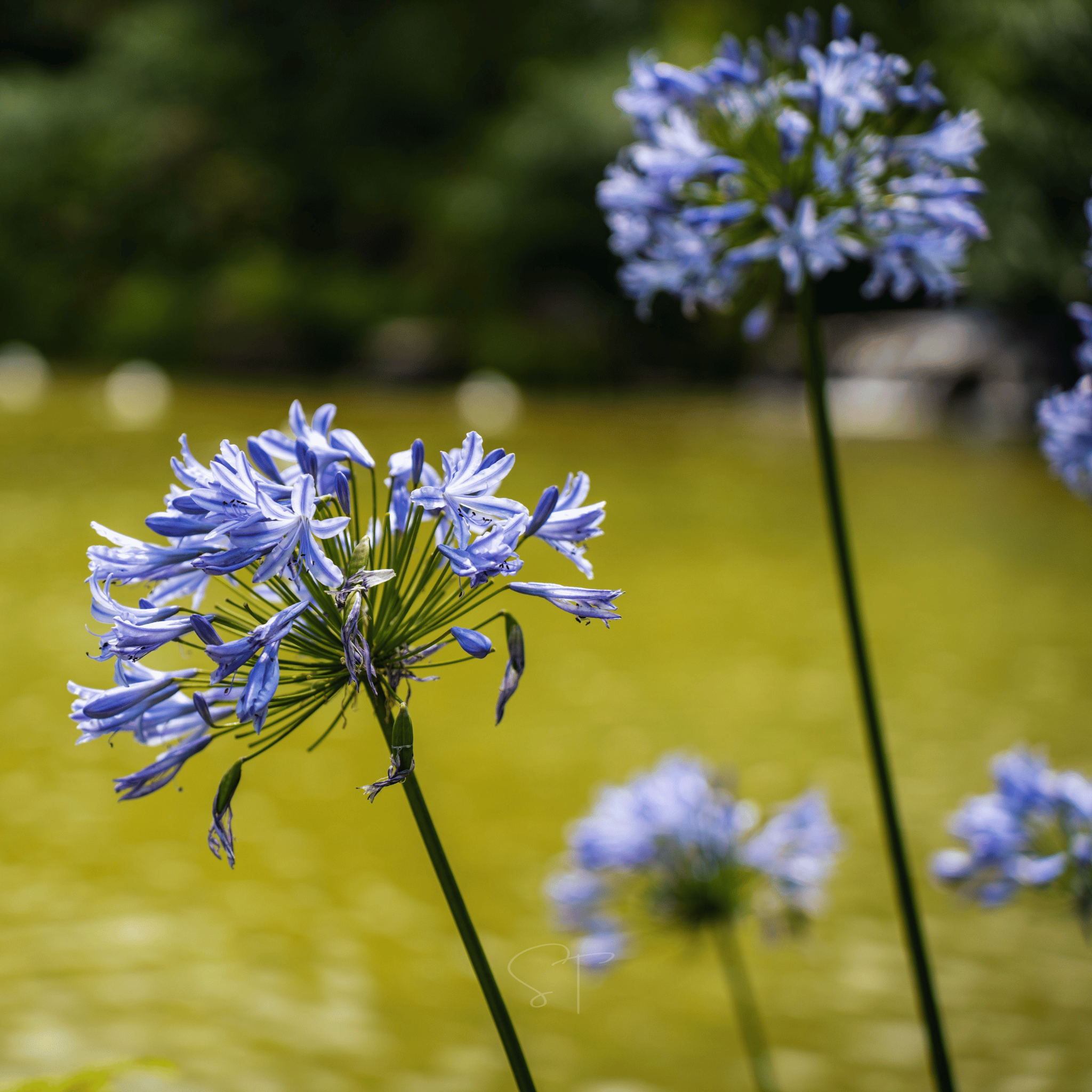 African Lily – 25 Seeds