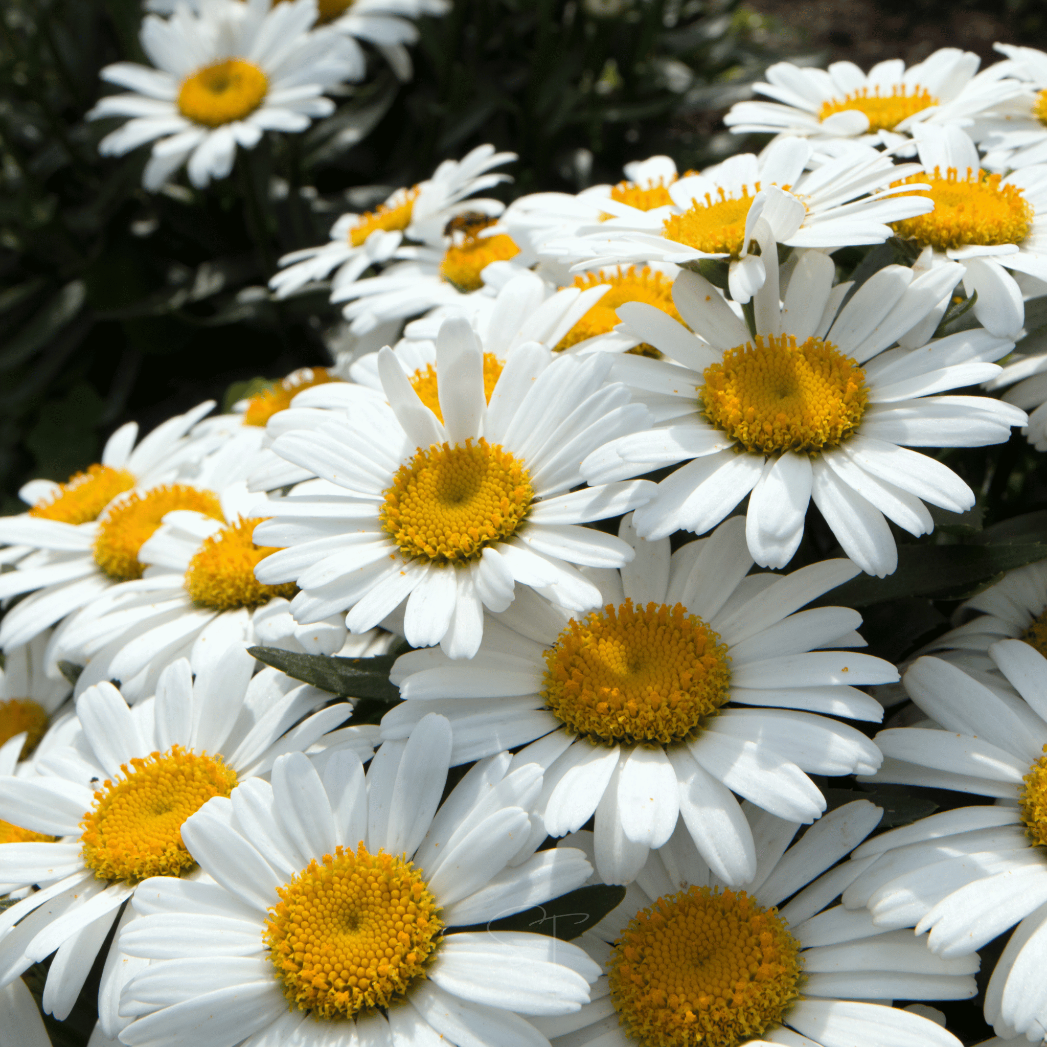 Alaska Shasta Daisy – 100 Seeds