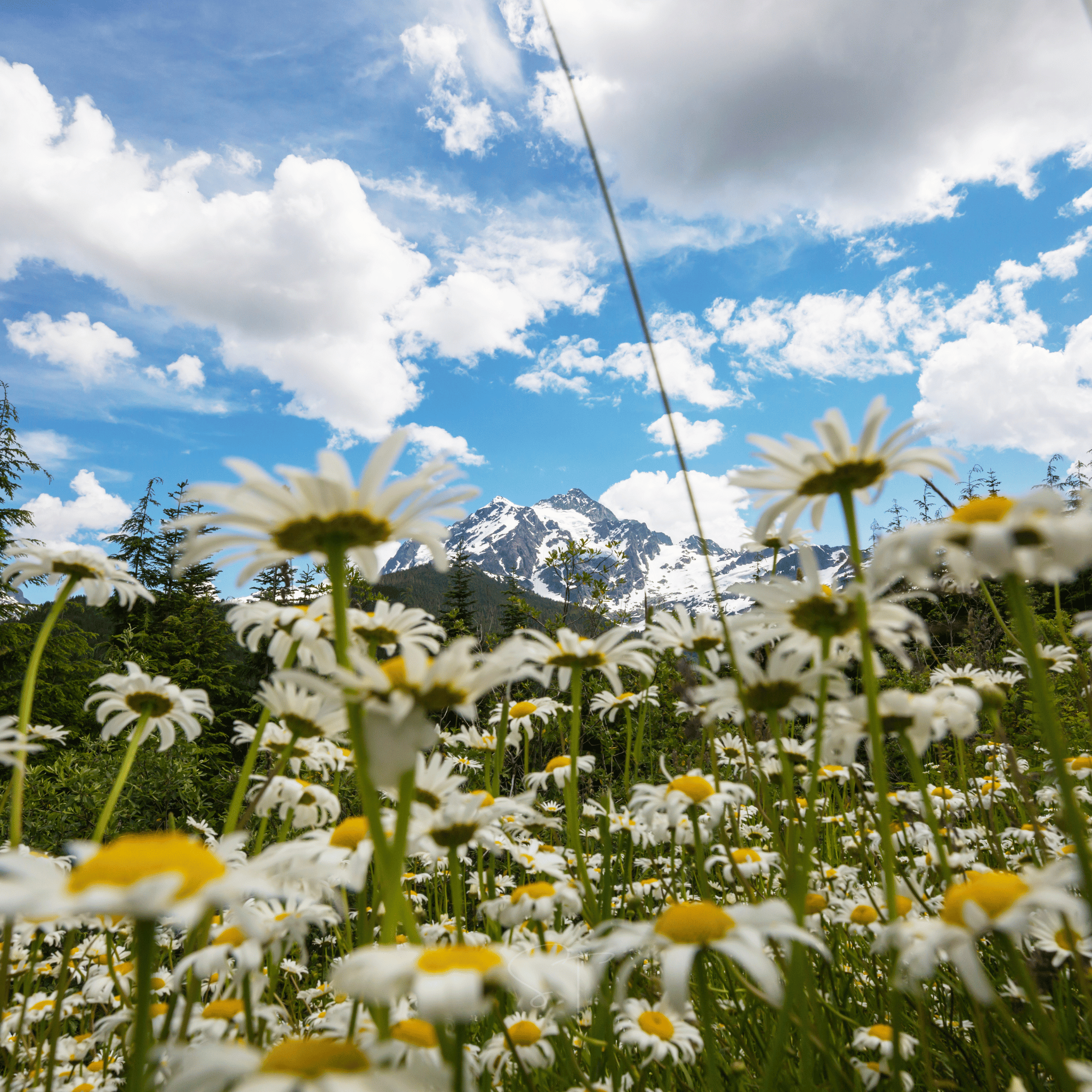 Alaska Shasta Daisy – 100 Seeds