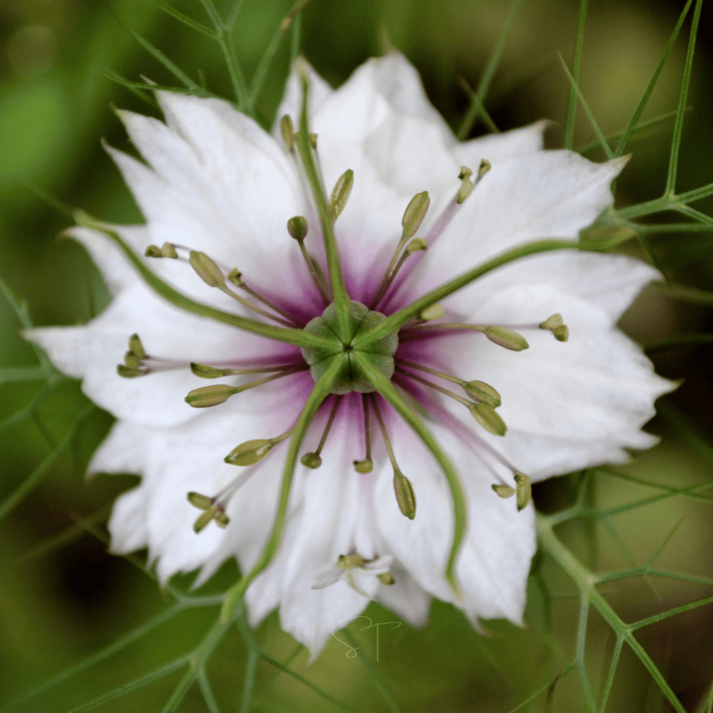 Albion Black Pods Love in a Mist – 100 Seeds