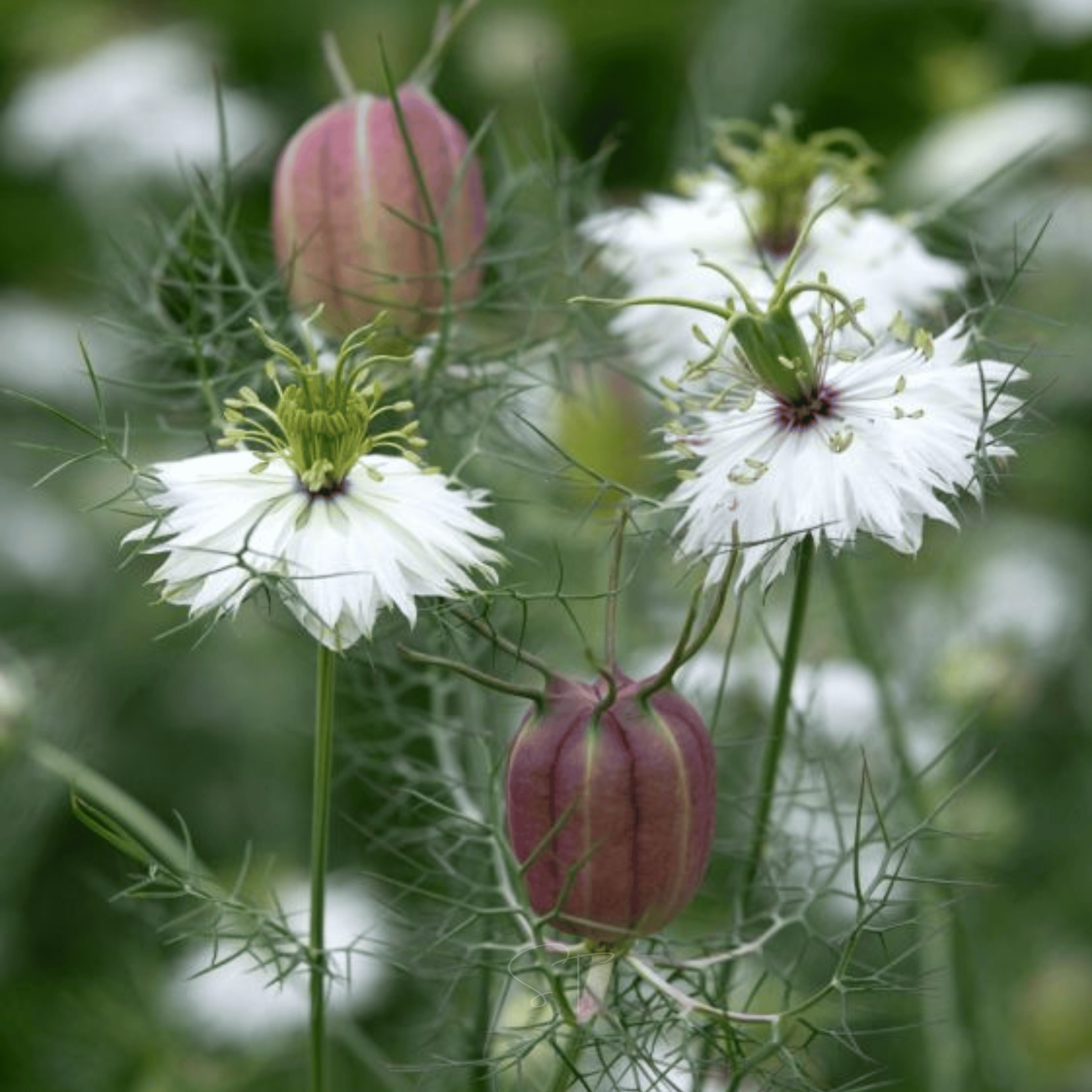 Albion Black Pods Love in a Mist – 100 Seeds