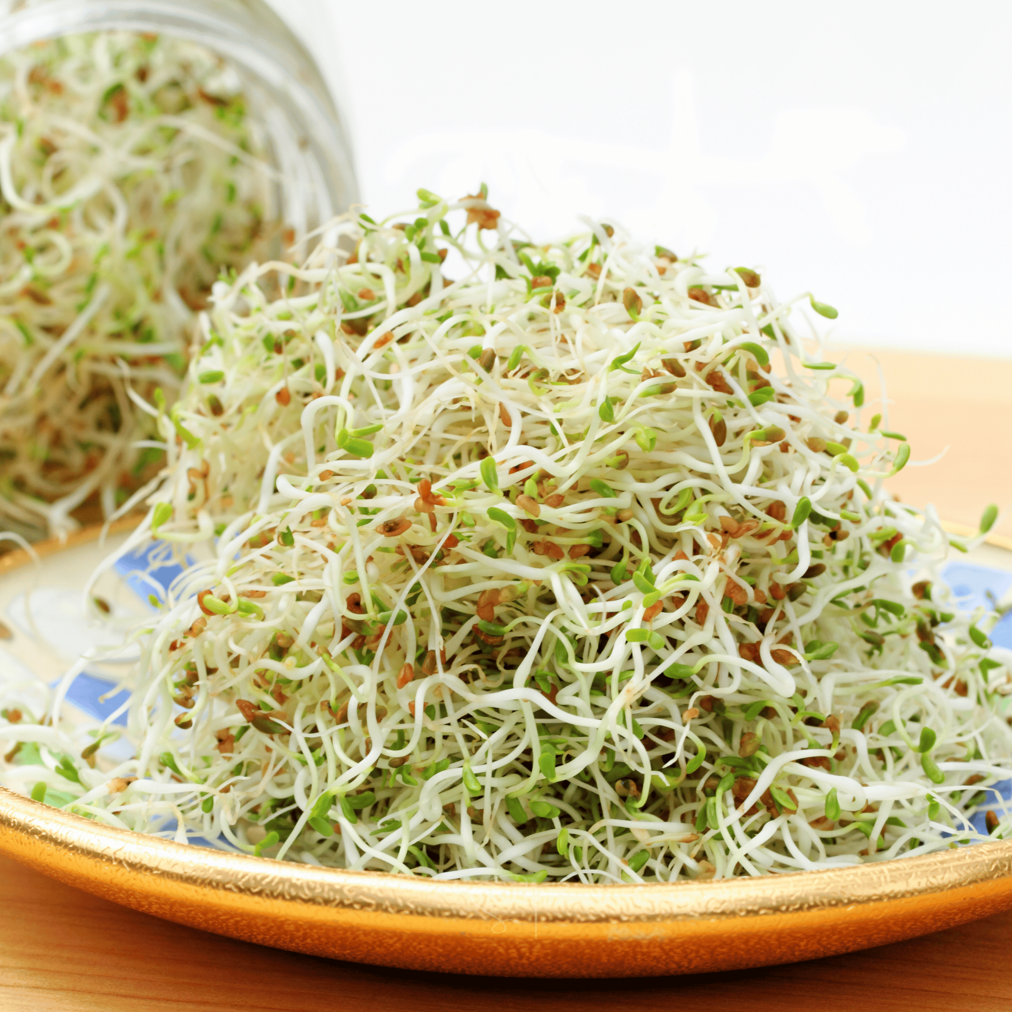 Alfalfa Sprout – 500 Seeds