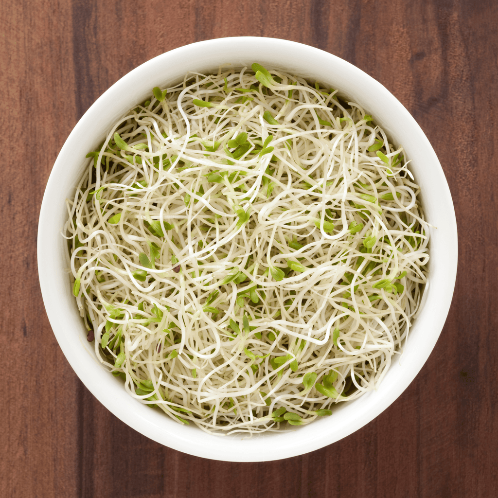Alfalfa Sprout – 500 Seeds