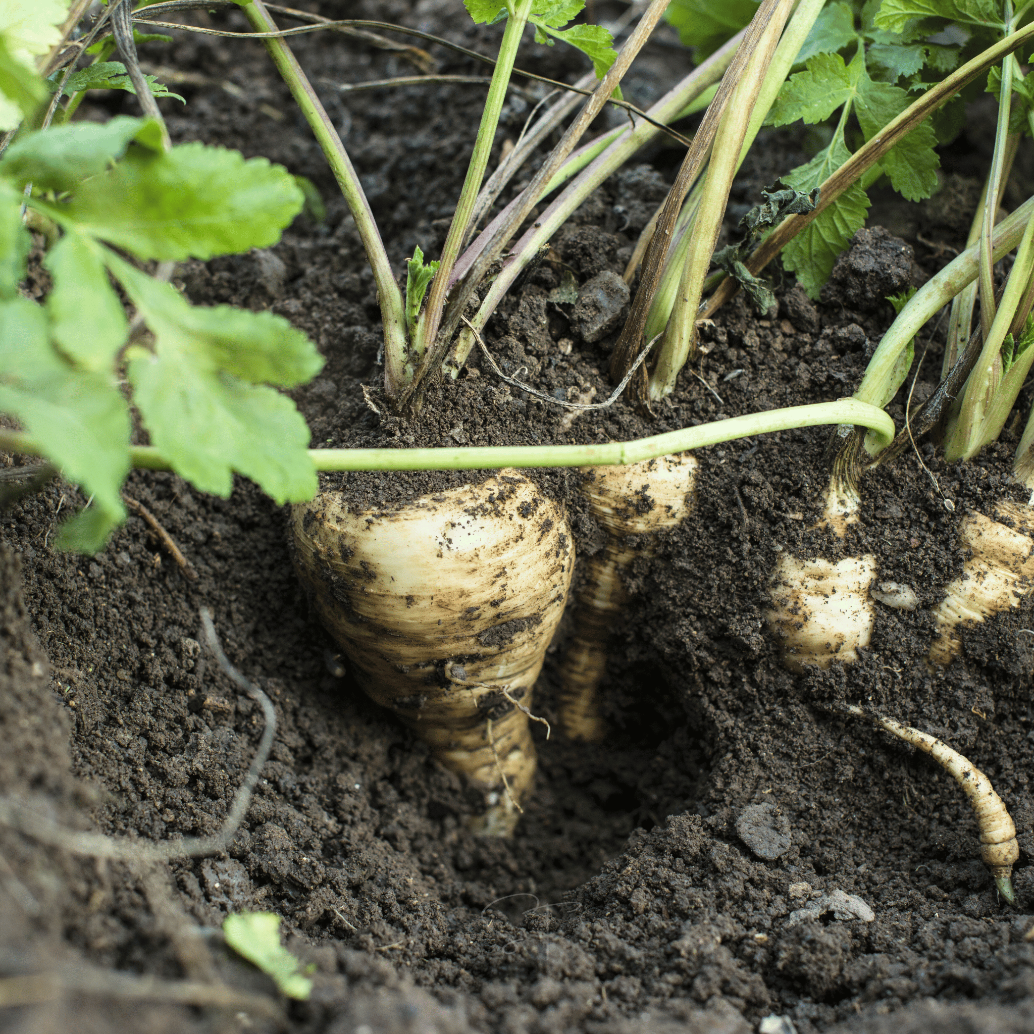 All American Parsnip – 100 Seeds