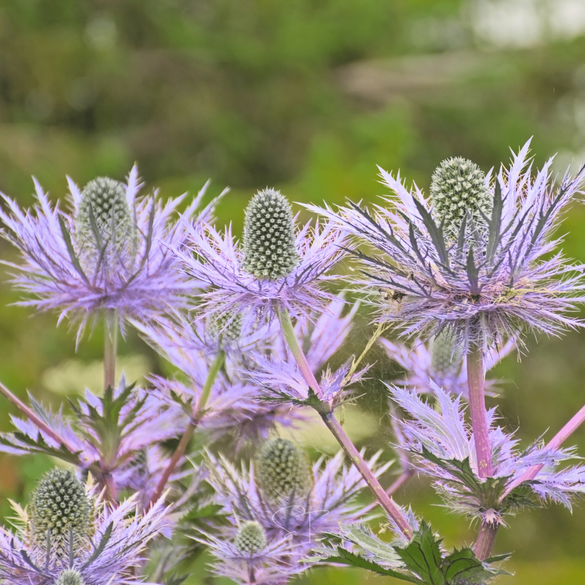 Alpine Sea Holly – 25 Seeds