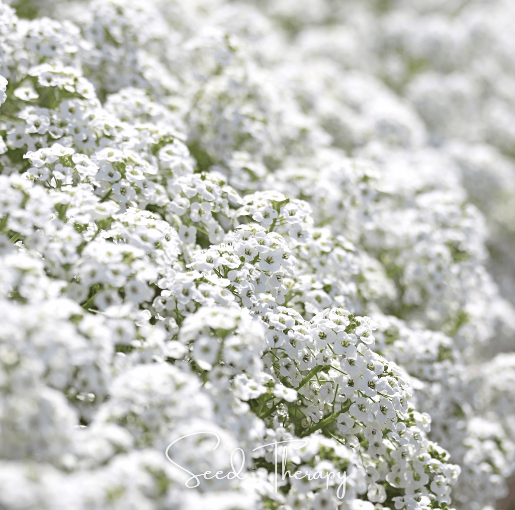 Carpet of Snow Sweet Alyssum – 250 Seeds