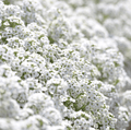 Carpet of Snow Sweet Alyssum – 250 Seeds