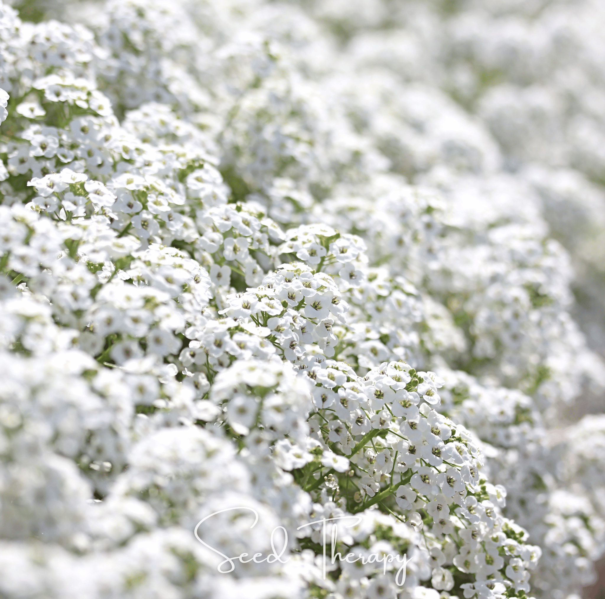 Carpet of Snow Sweet Alyssum – 250 Seeds
