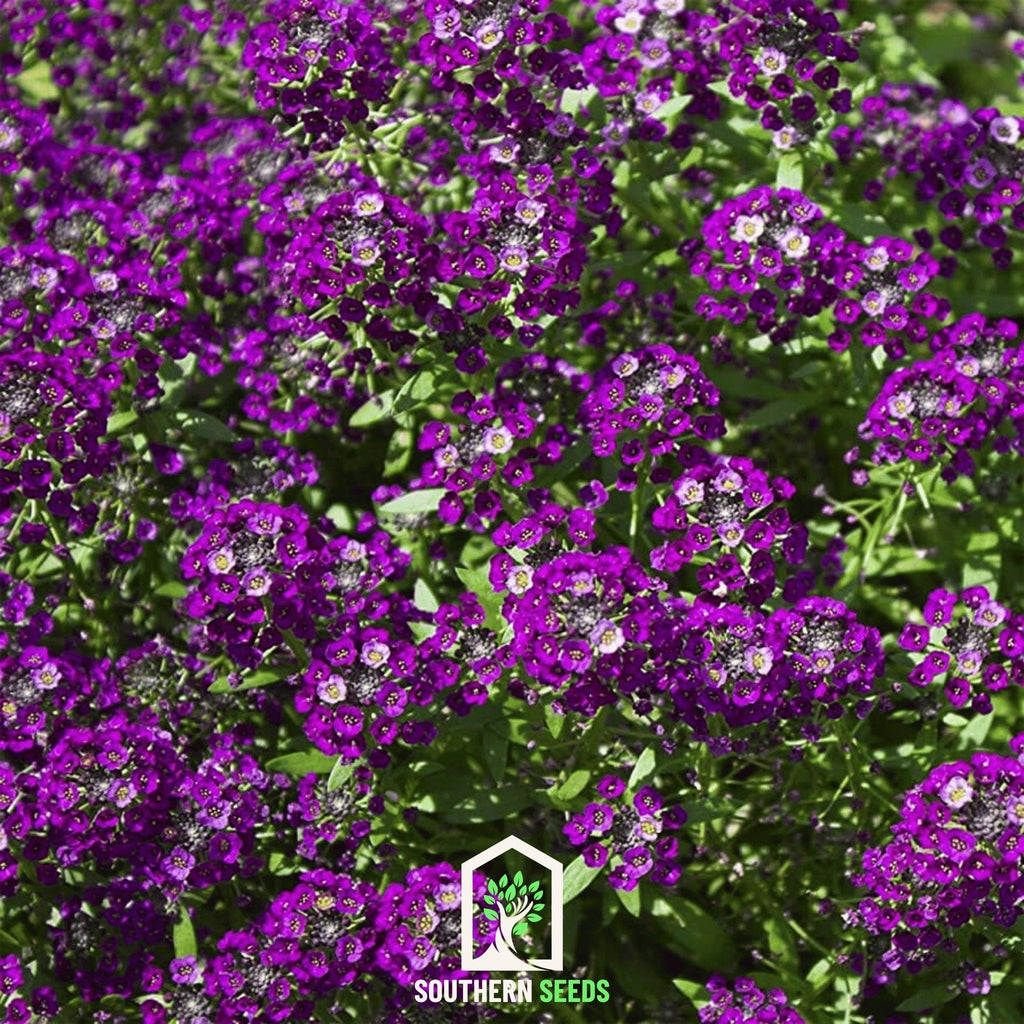 Oriental Nights Alyssum – 100 Seeds