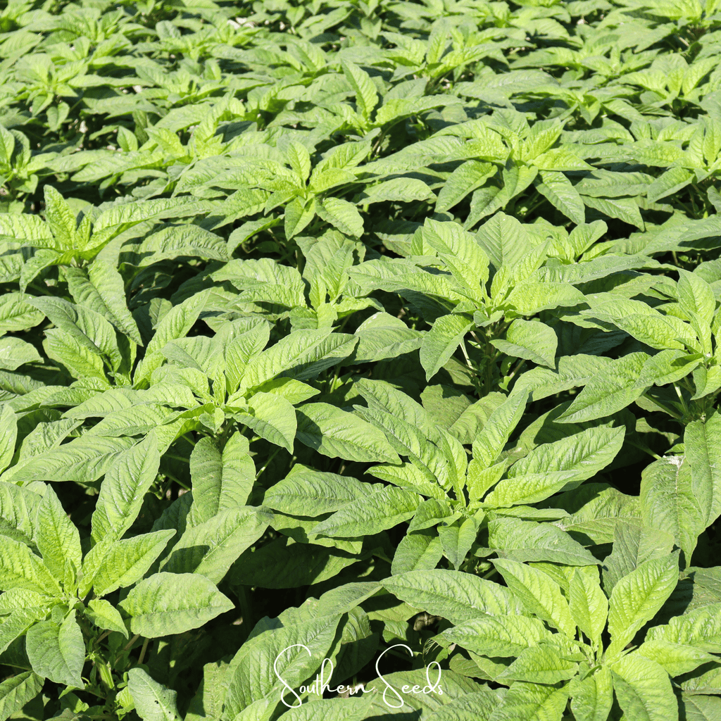 Green Callaloo Amaranth – 100 Seeds