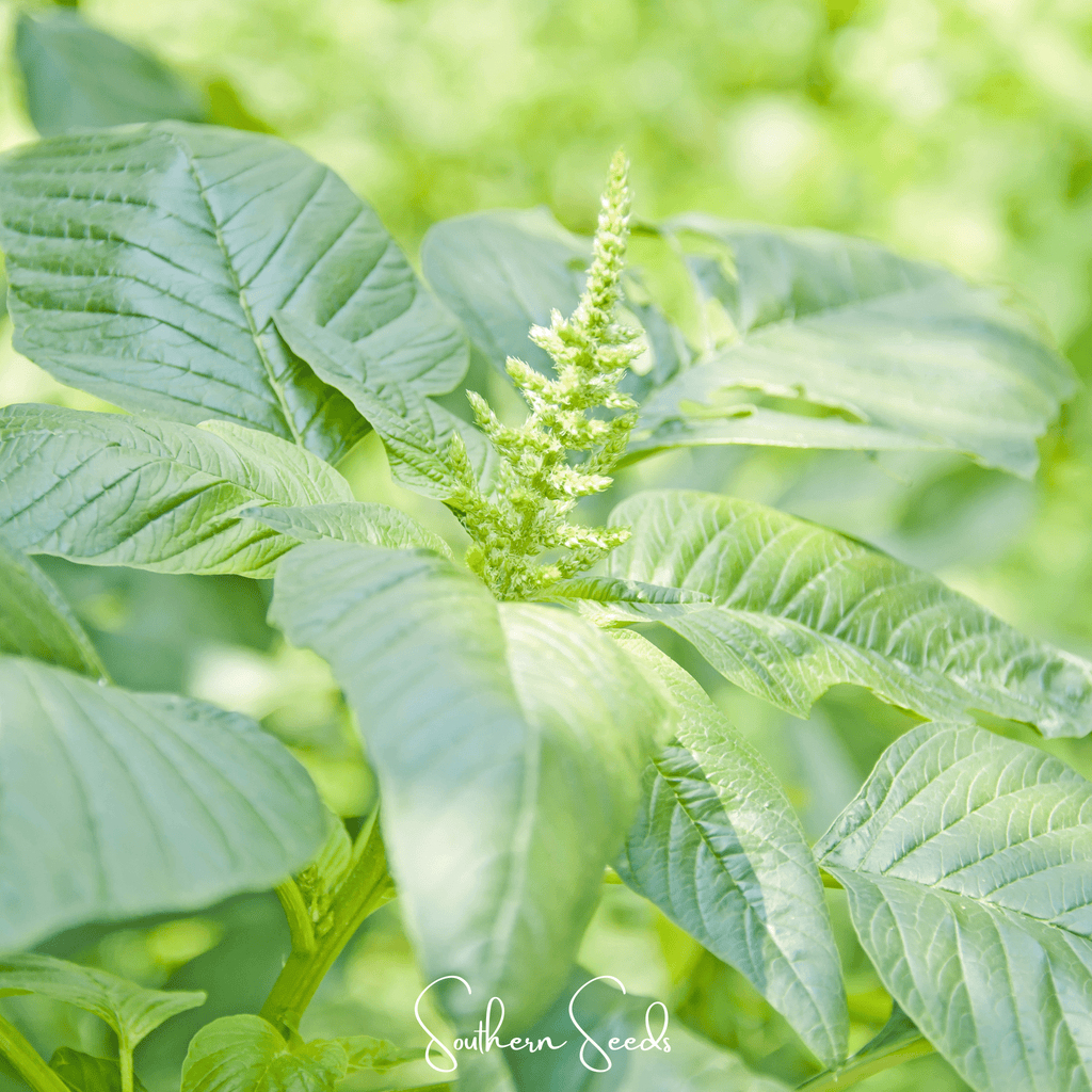Green Callaloo Amaranth – 100 Seeds