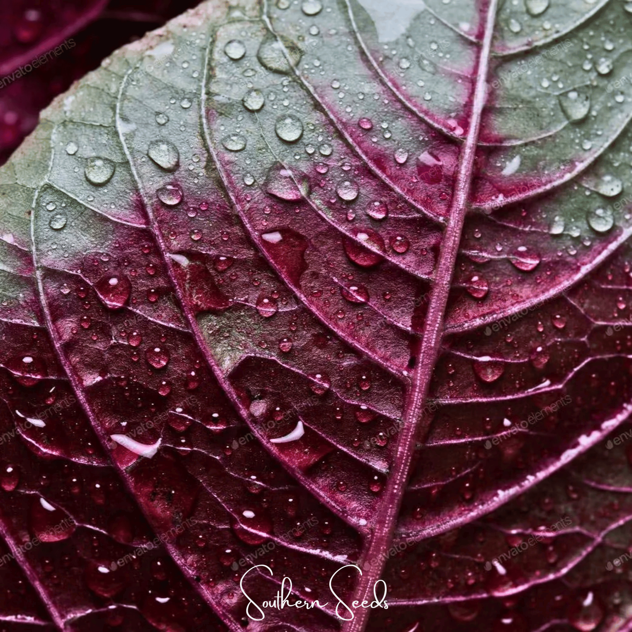 Midnight Red Amaranth – 250 Seeds