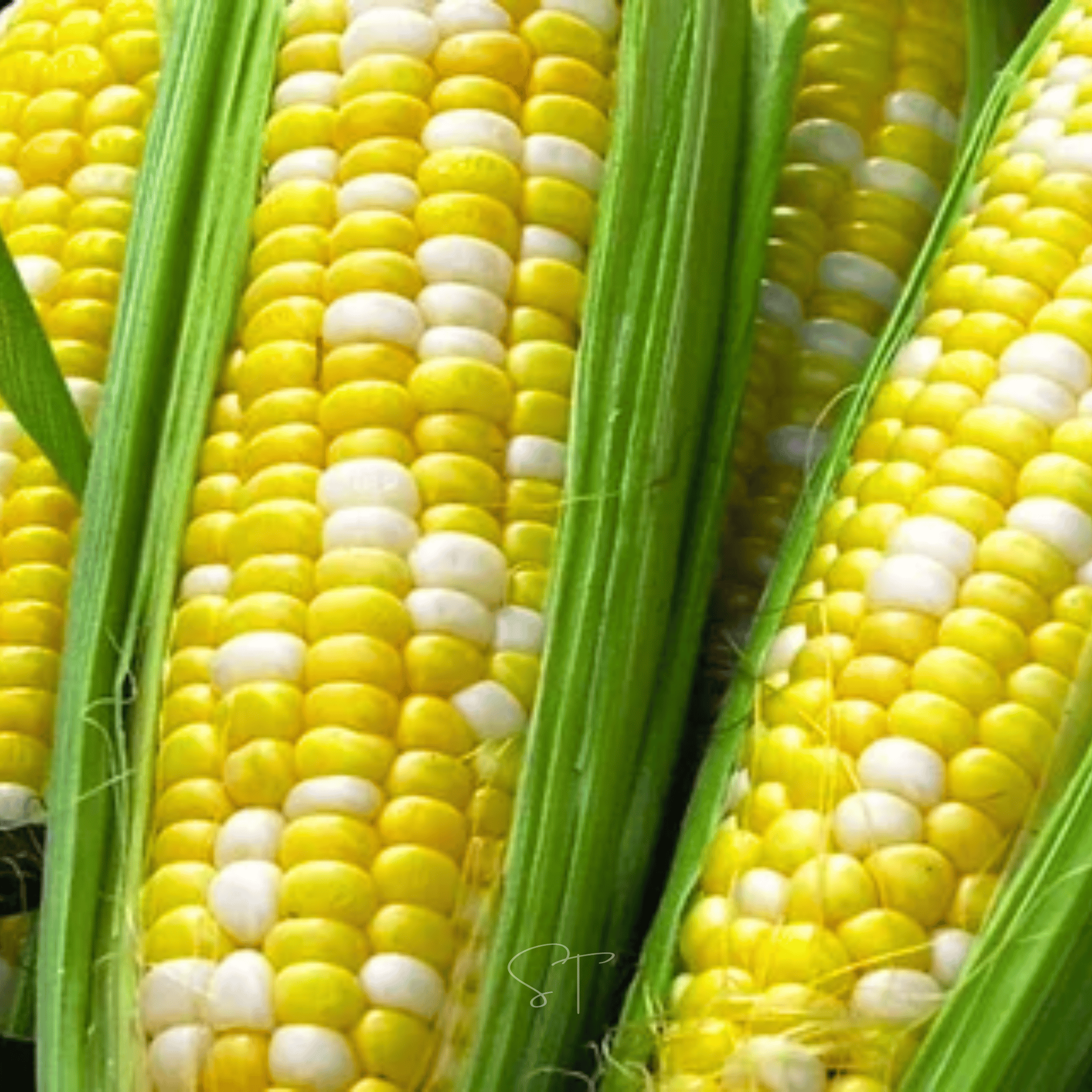 Ambrosia Corn – 30 Seeds