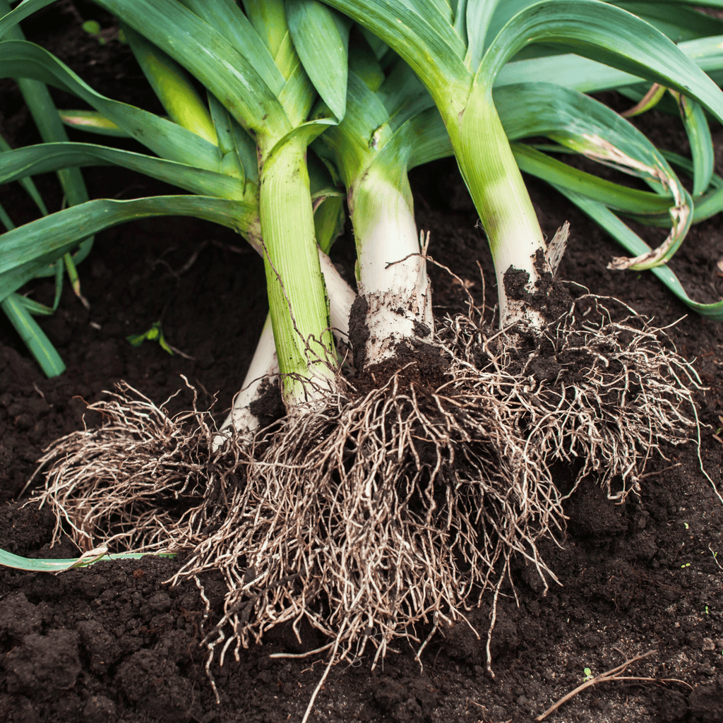 American Flag Leek – 200 Seeds