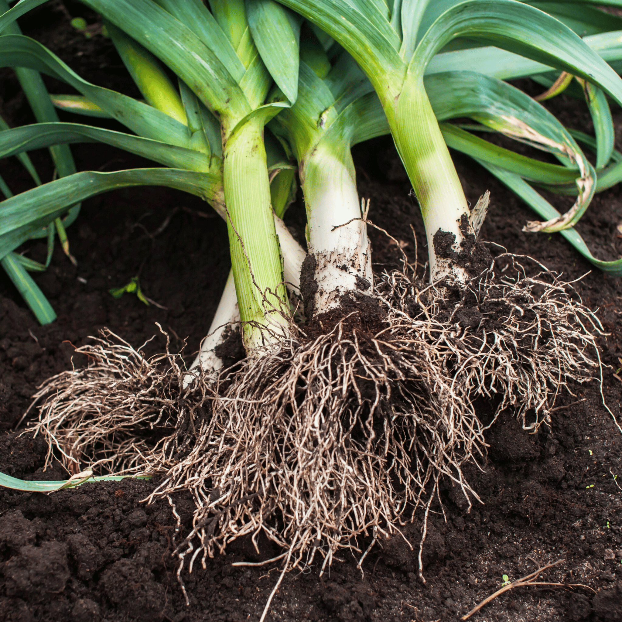 American Flag Leek – 200 Seeds