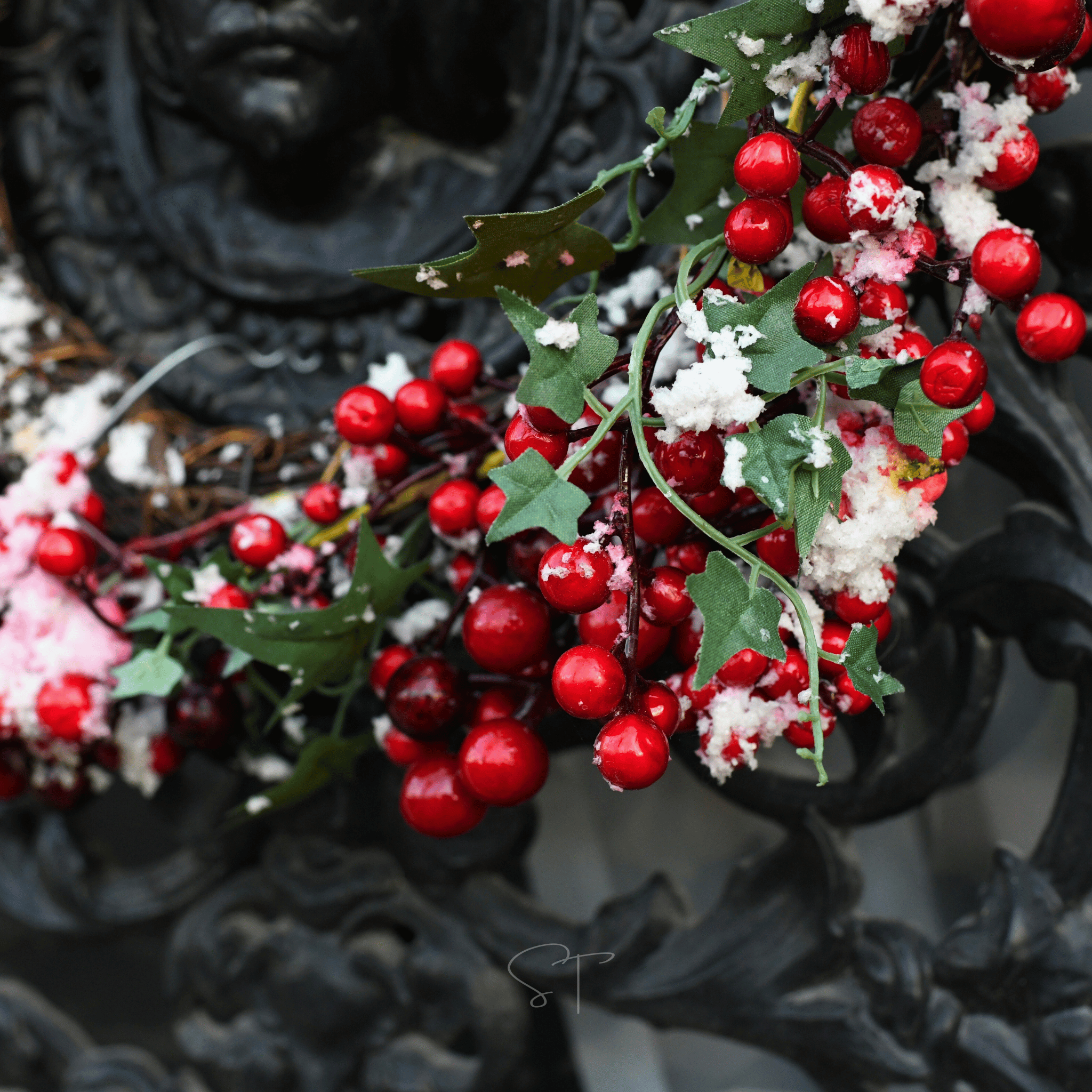 American Holly – 50 Seeds