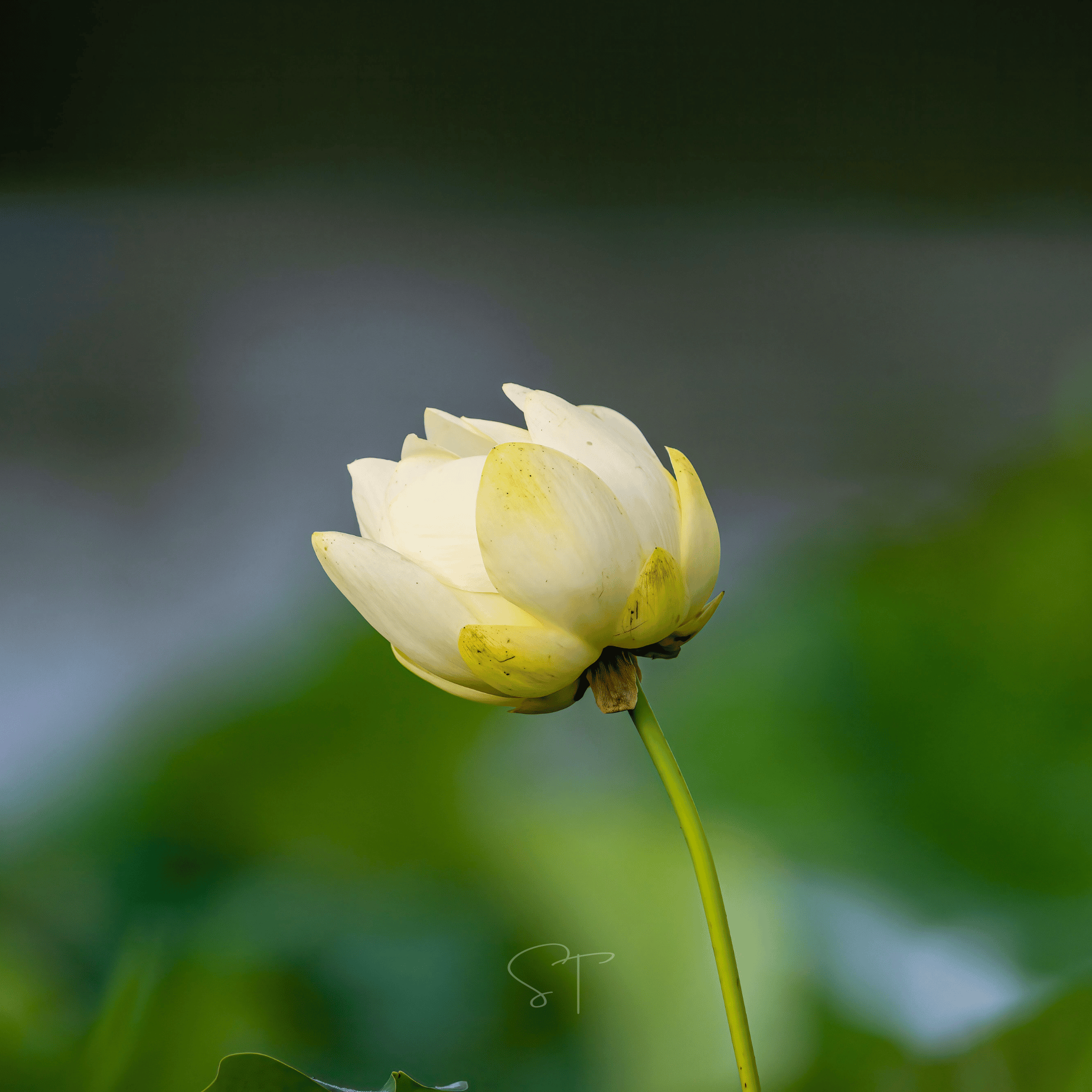 American Lotus – 5 Seeds