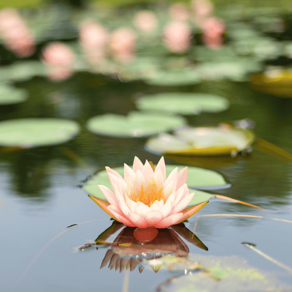 American Lotus – 5 Seeds