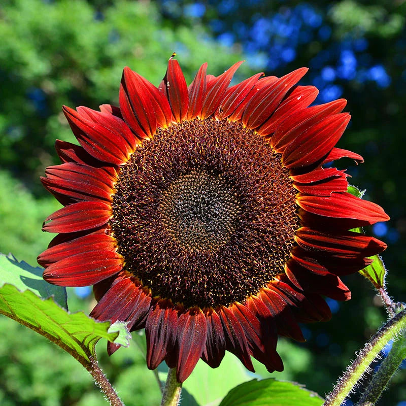 Red Sunflower Seeds – Striking Crimson Blooms for Gardens & Cut Flowers