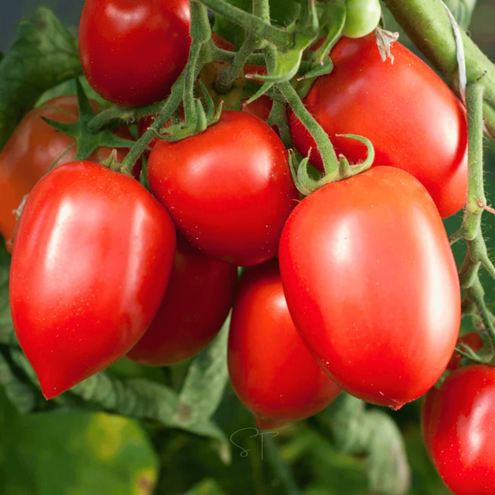 Amish Paste Tomato – 30 Seeds