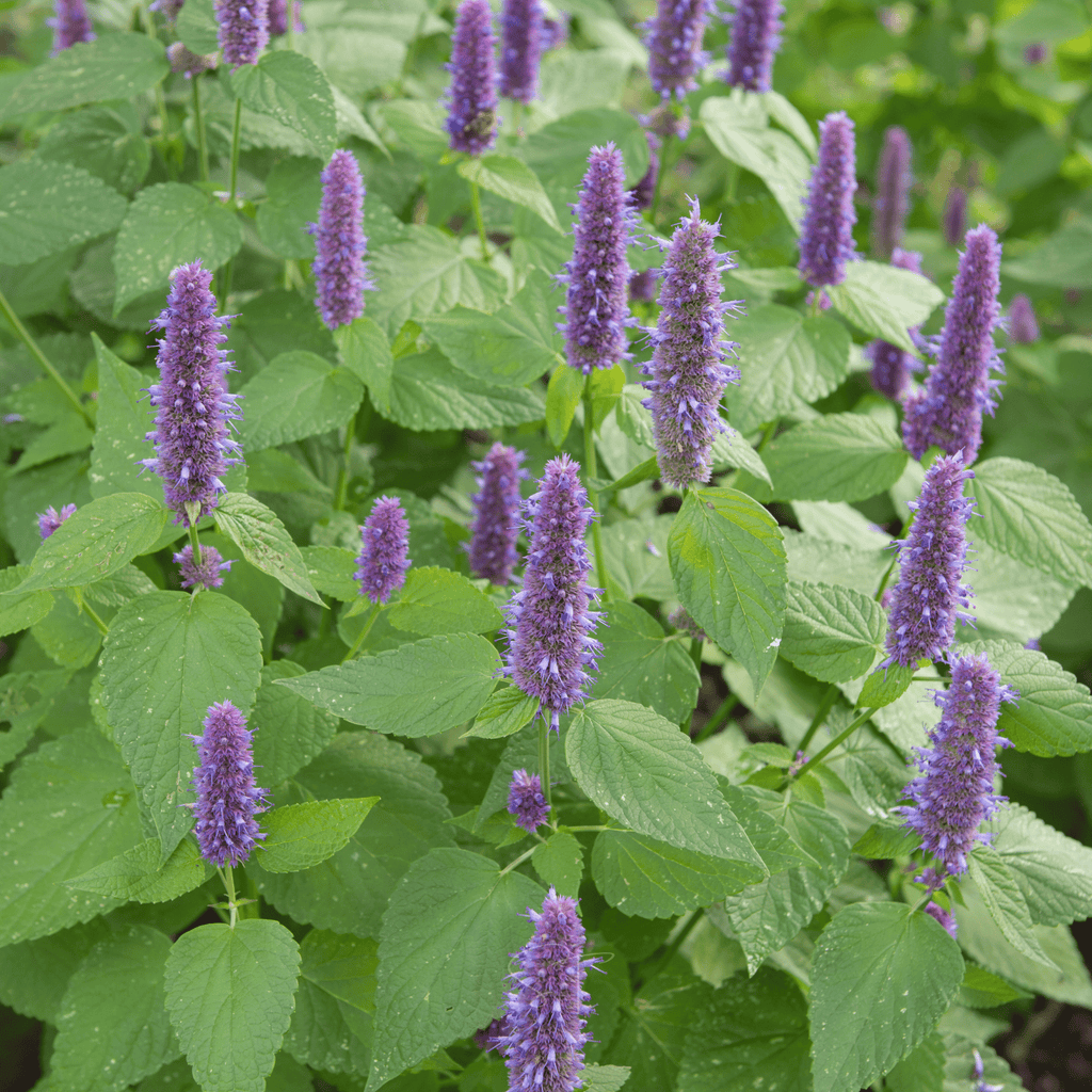Anise Hyssop – 200 Seeds