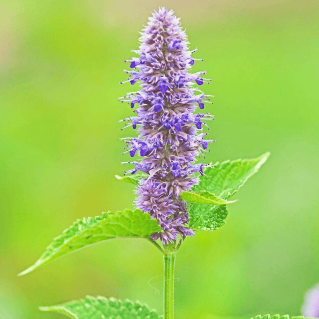 Anise Hyssop – 200 Seeds