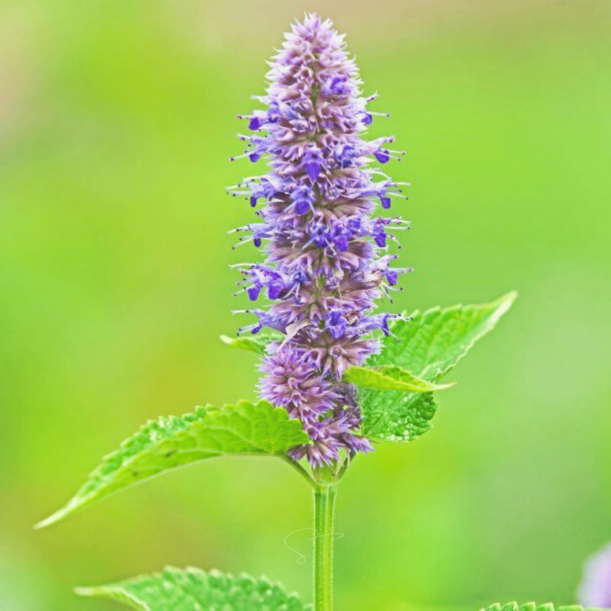 Anise Hyssop – 200 Seeds