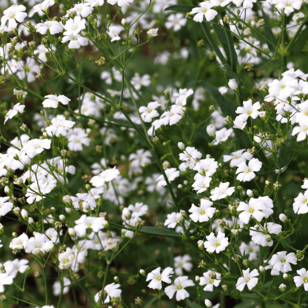 Annual Baby’s Breath (Covenant Garden) – 500 Seeds