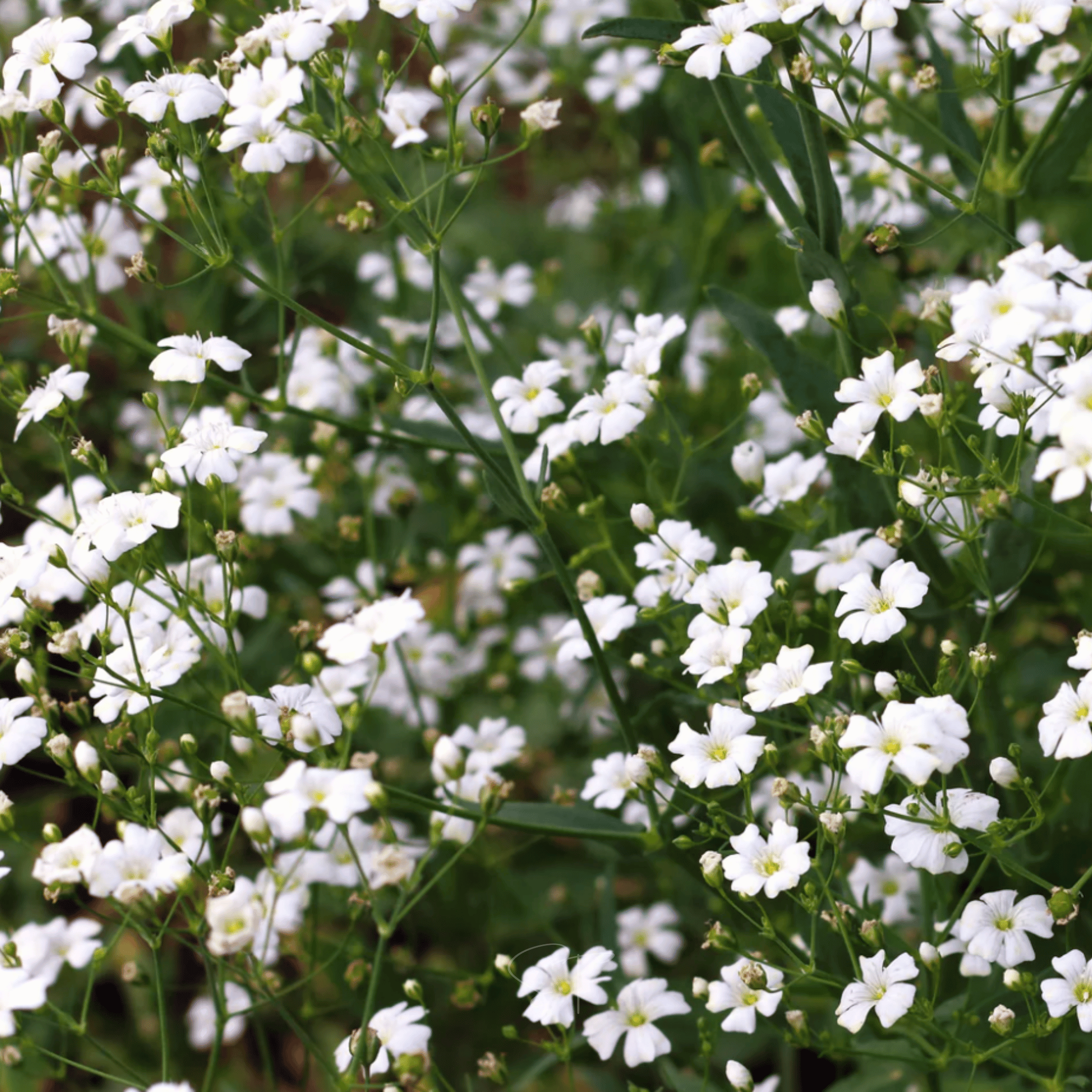 Annual Baby’s Breath (Covenant Garden) – 500 Seeds