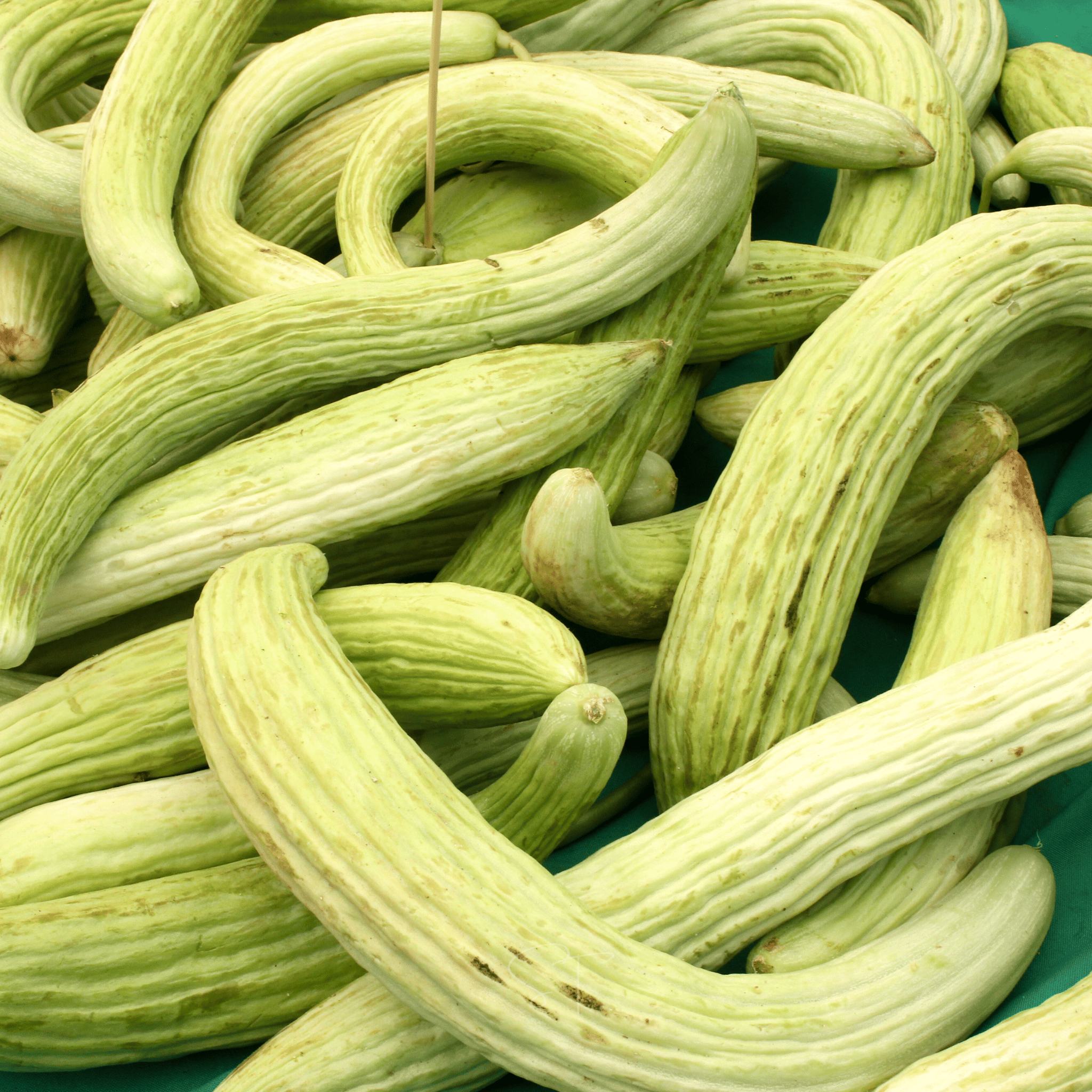 Armenian Yard-Long Cucumber – 30 Seeds