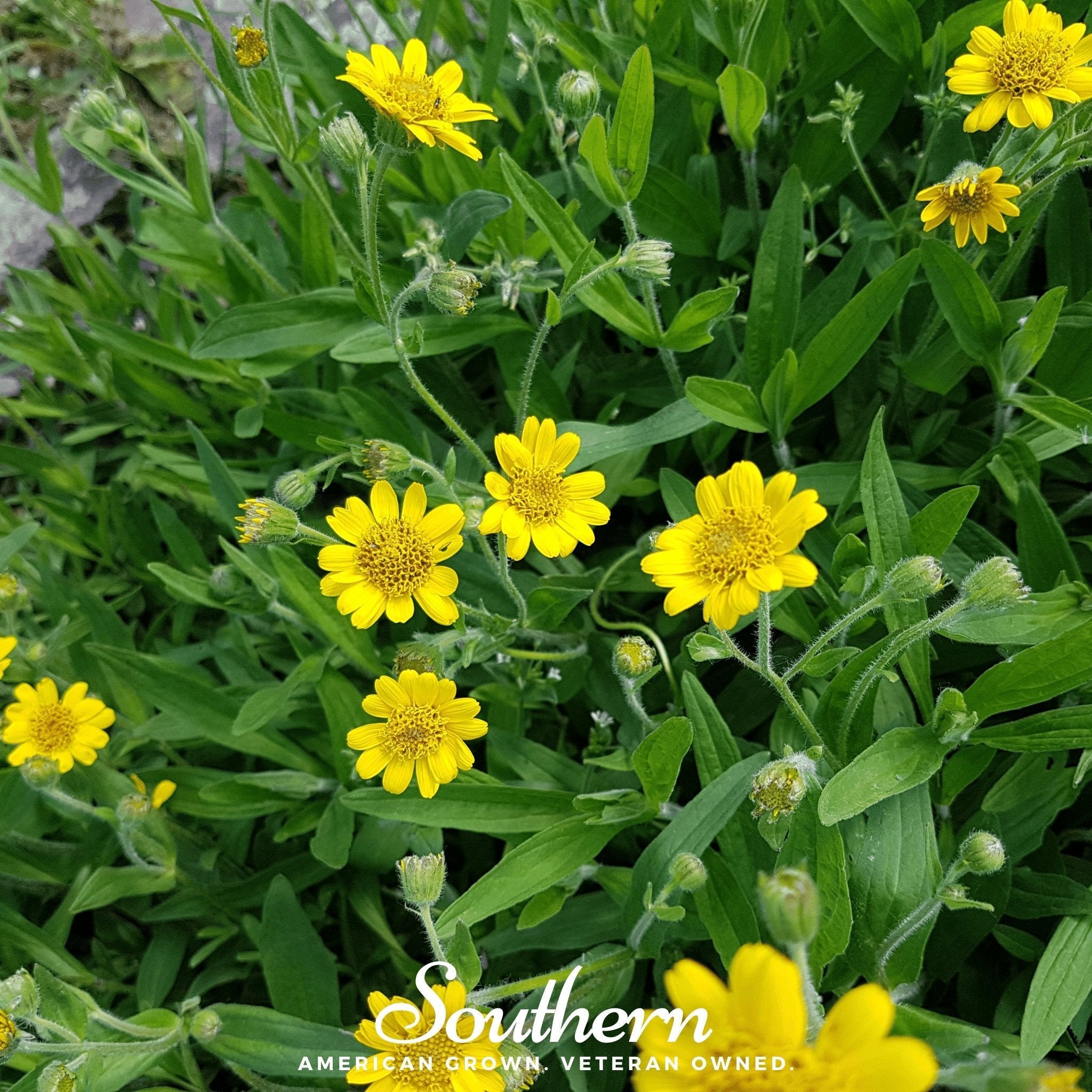 Meadow Arnica – 20 Seeds