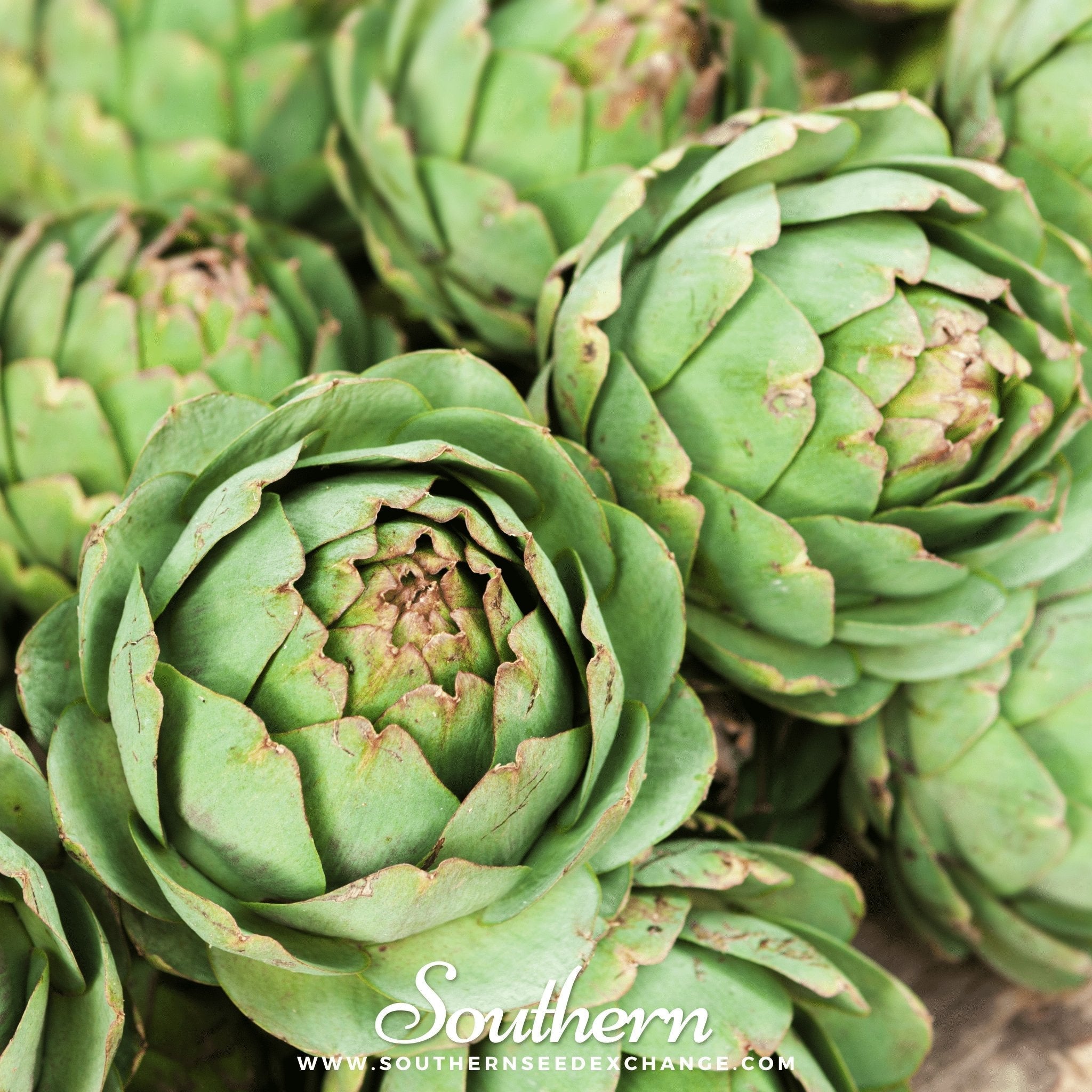 Green Globe Artichoke – 25 Seeds