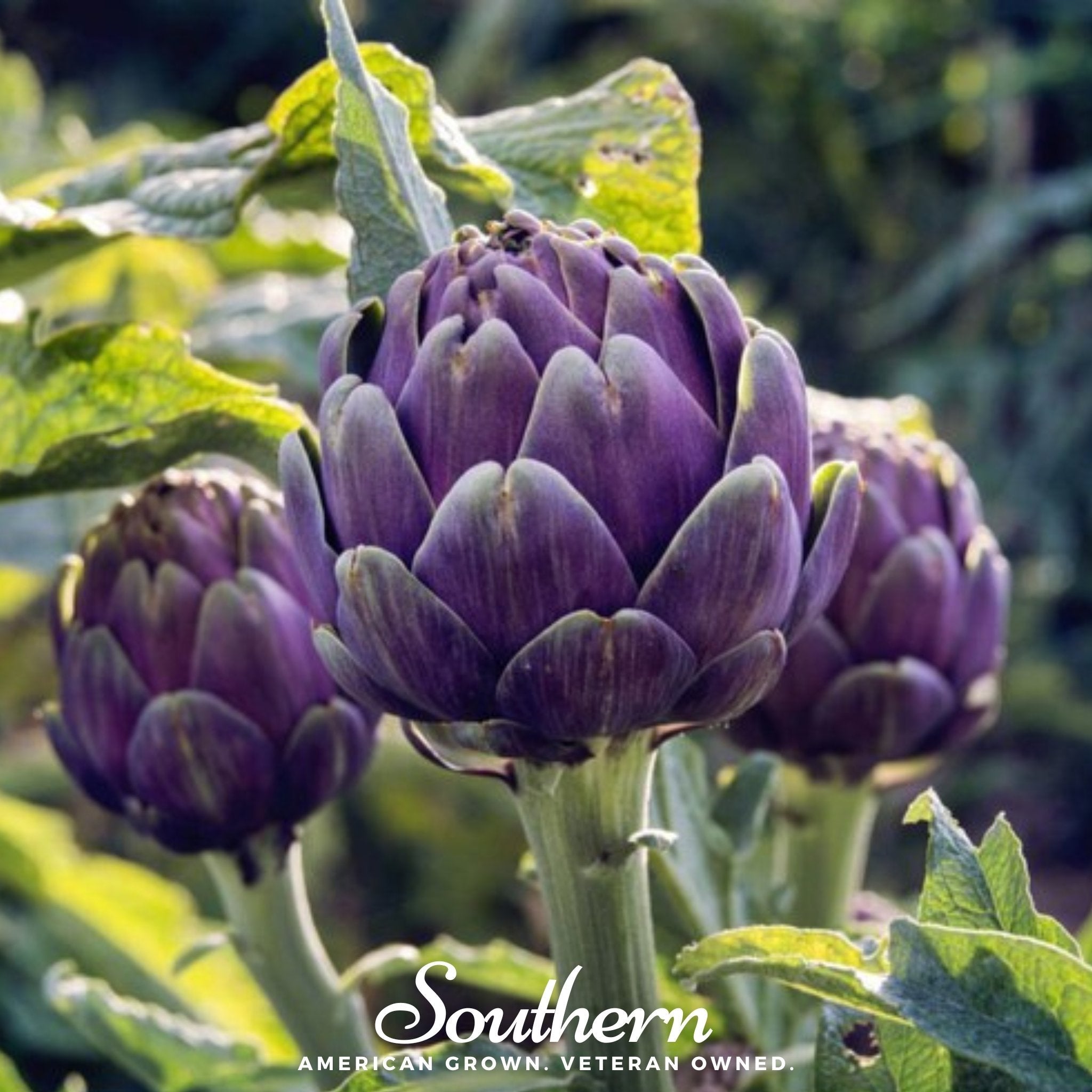 Purple Romagna Artichoke – 25 Seeds