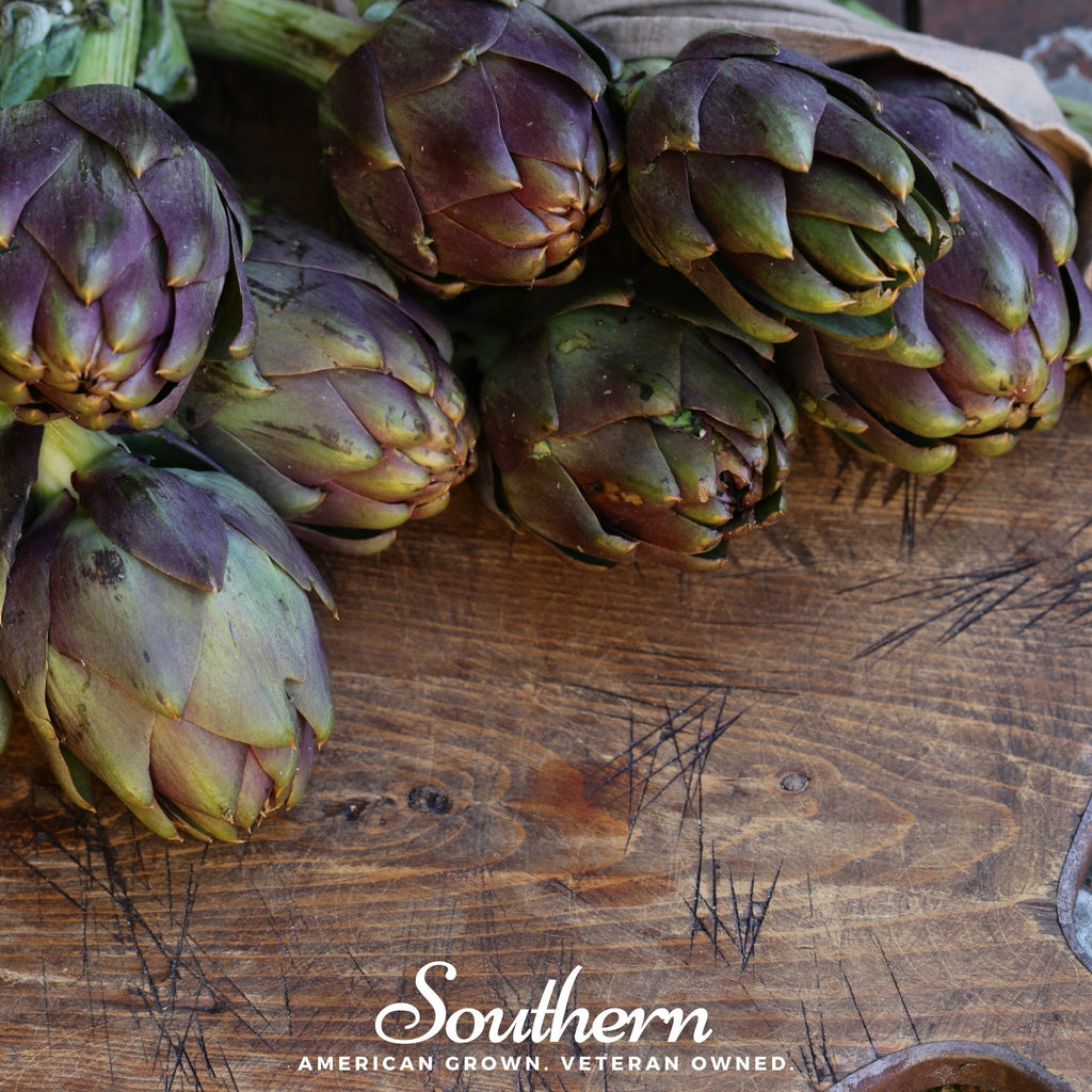 Purple Romagna Artichoke – 25 Seeds