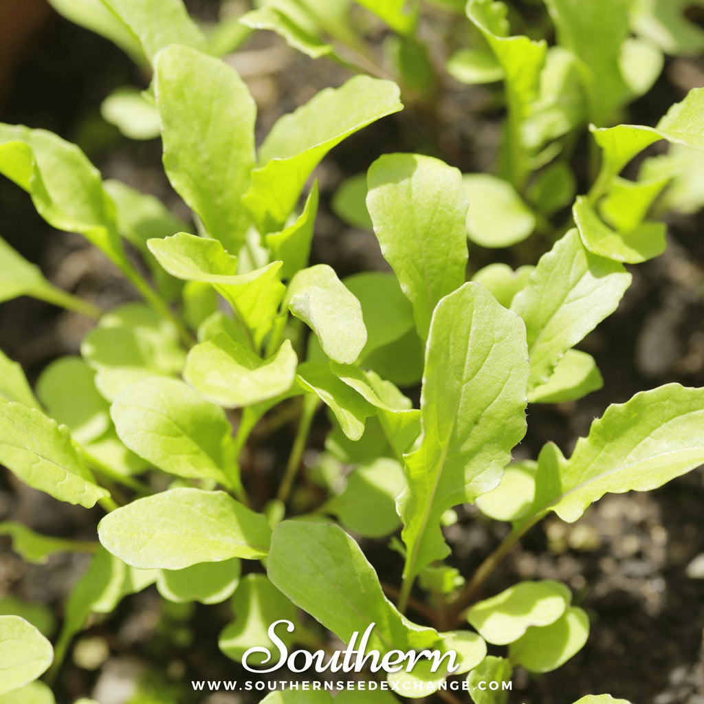 Roquette Arugula – 200 Seeds