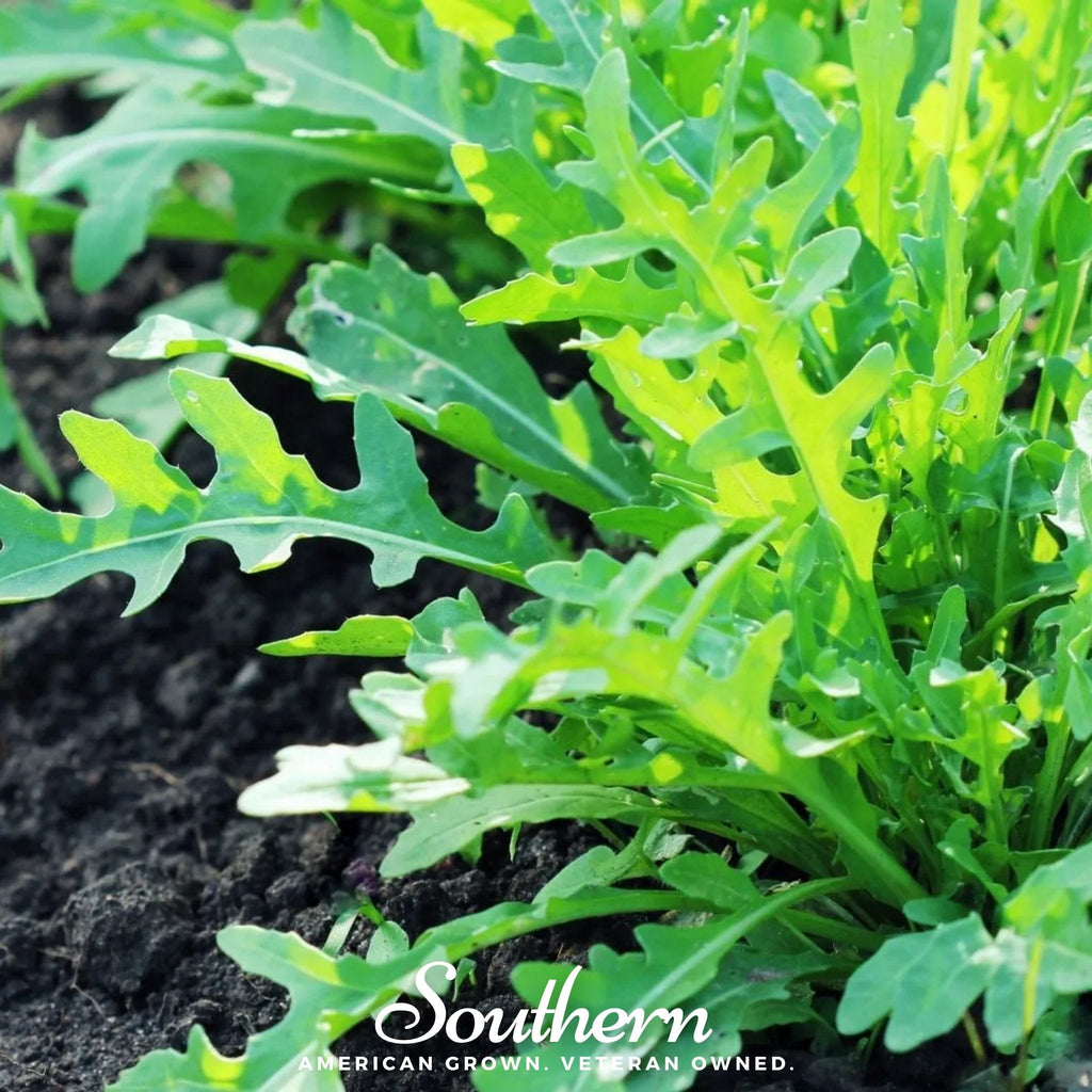 Wild Arugula – 500 Seeds