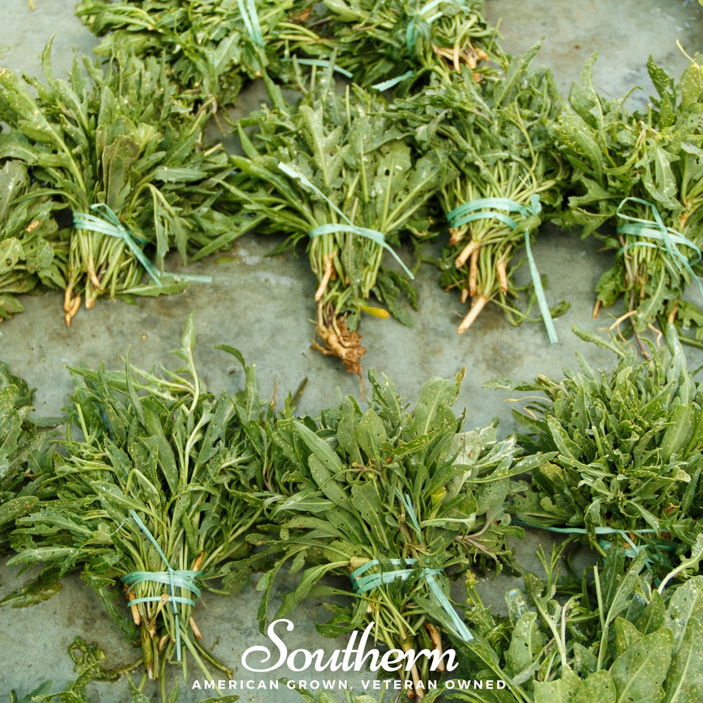 Wild Arugula – 500 Seeds