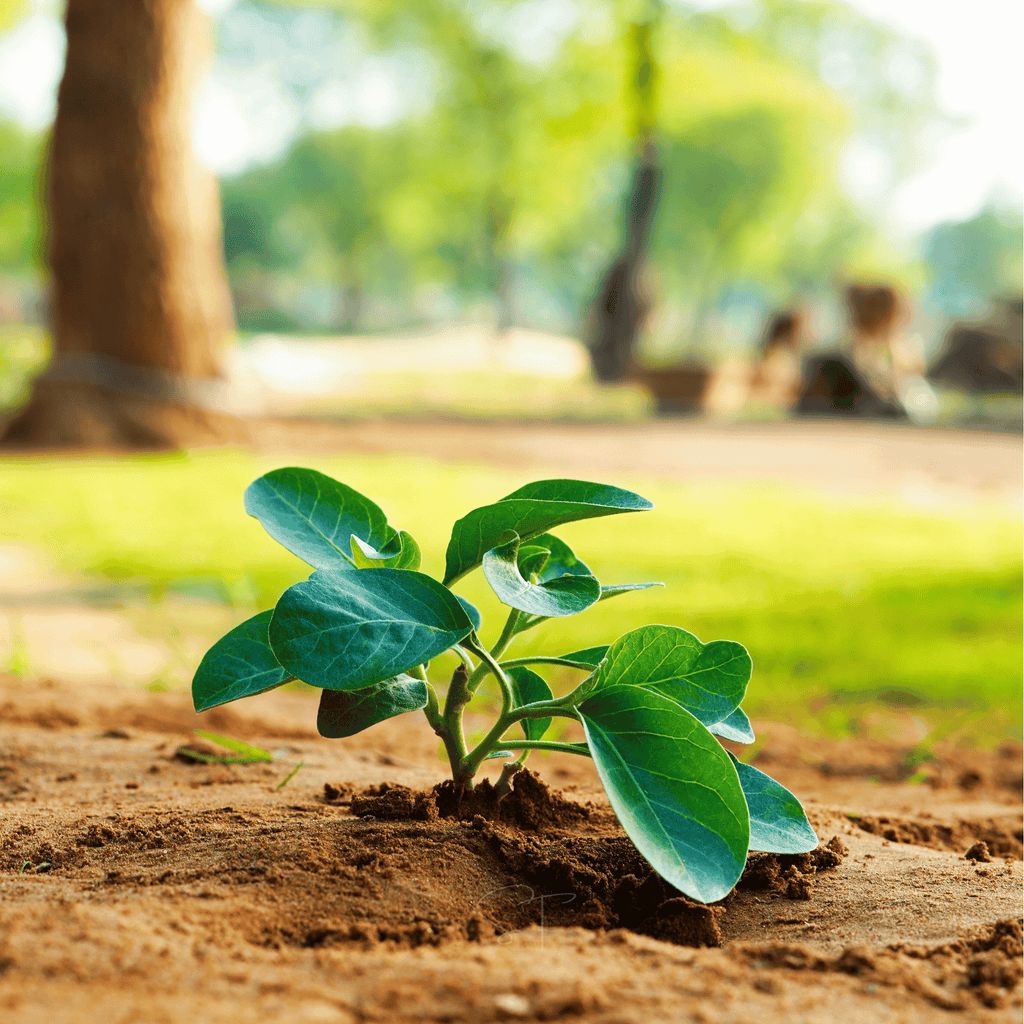 Ashwagandha (Indian Ginseng) – 30 Seeds