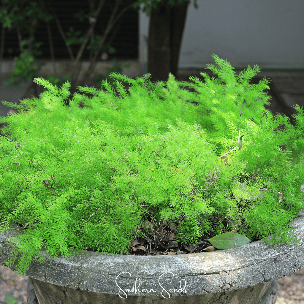 Sprengeri Asparagus Fern – 15 Seeds