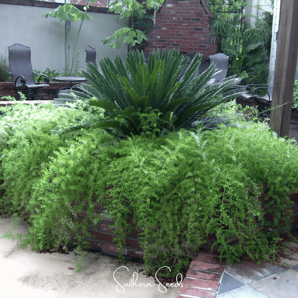 Sprengeri Asparagus Fern – 15 Seeds