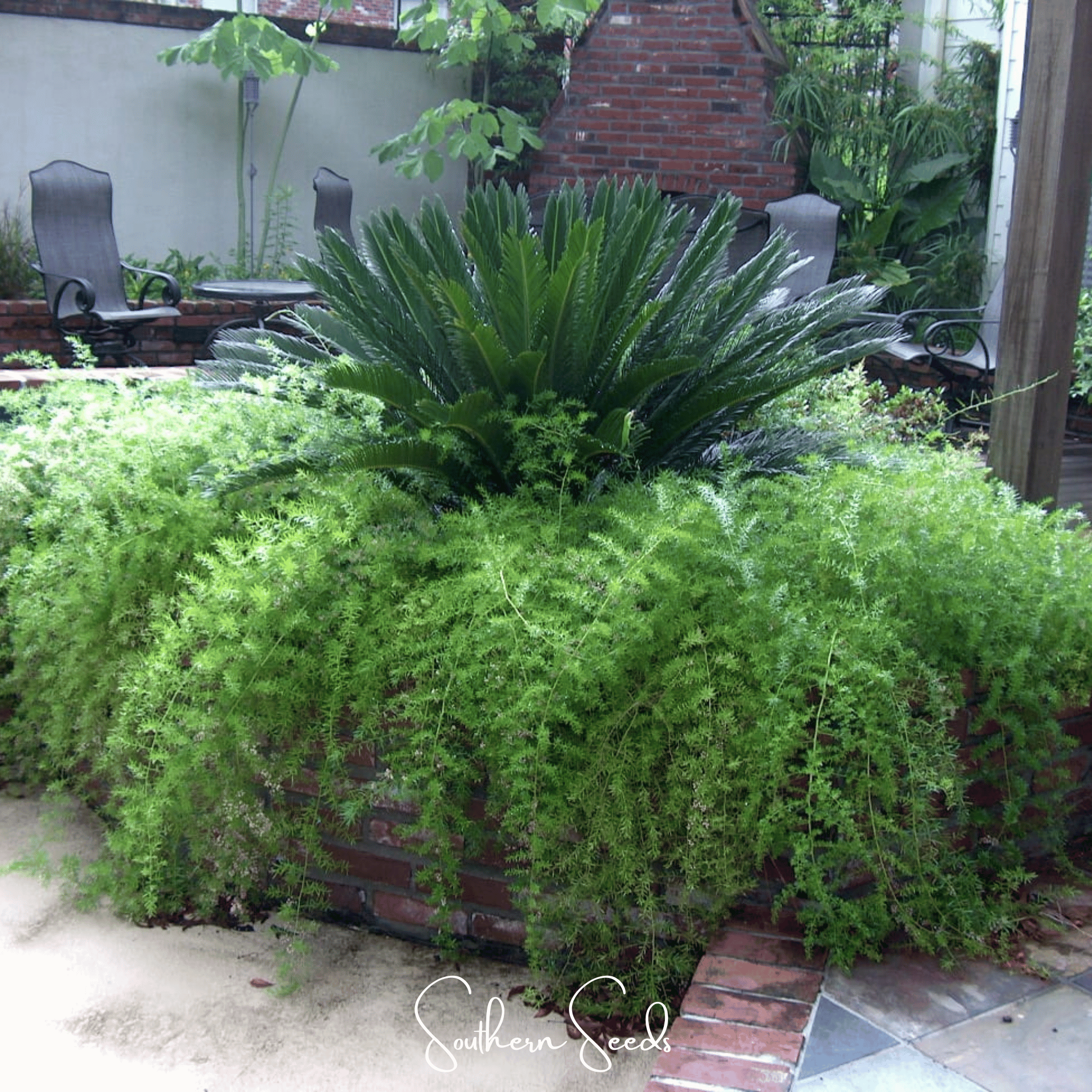 Sprengeri Asparagus Fern – 15 Seeds