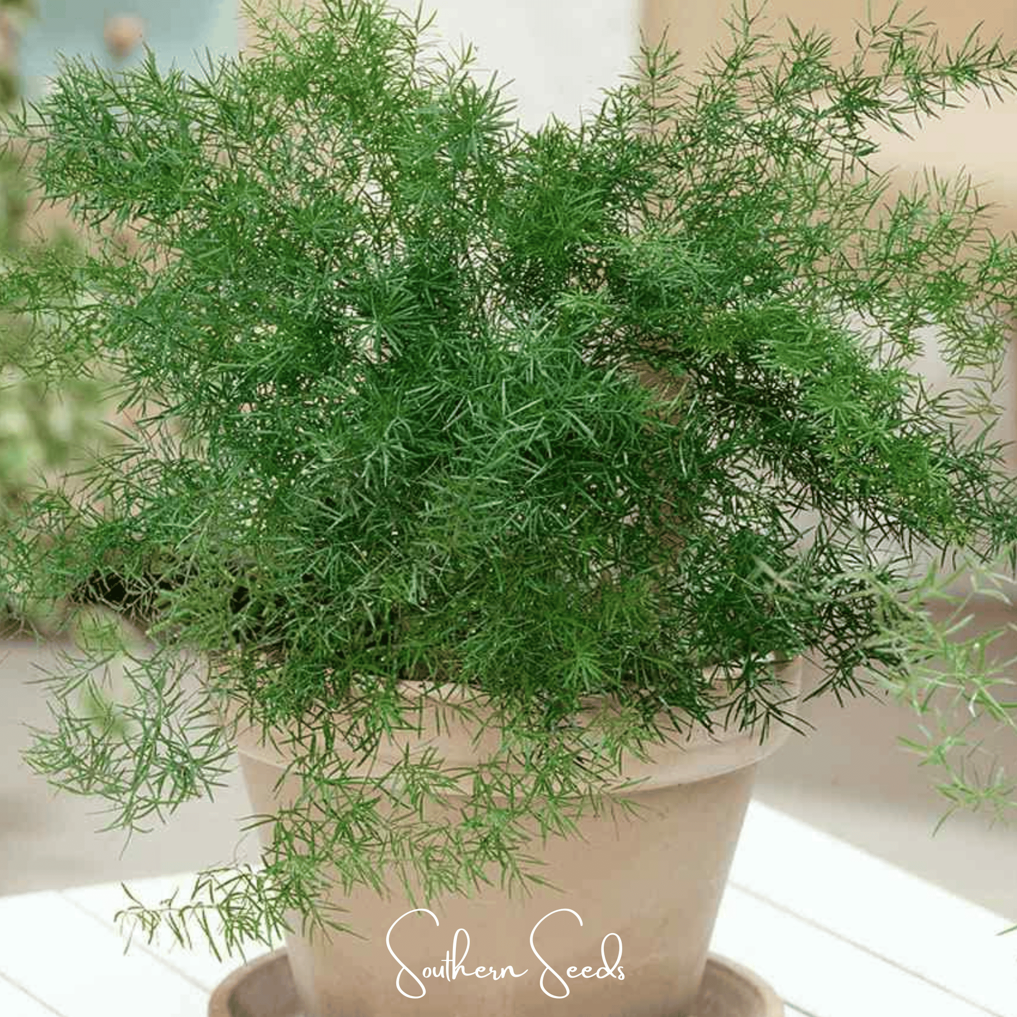 Sprengeri Asparagus Fern – 15 Seeds