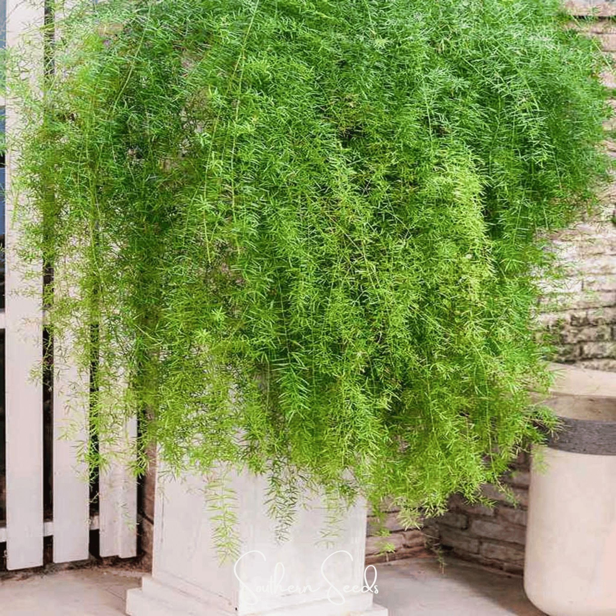 Sprengeri Asparagus Fern – 15 Seeds