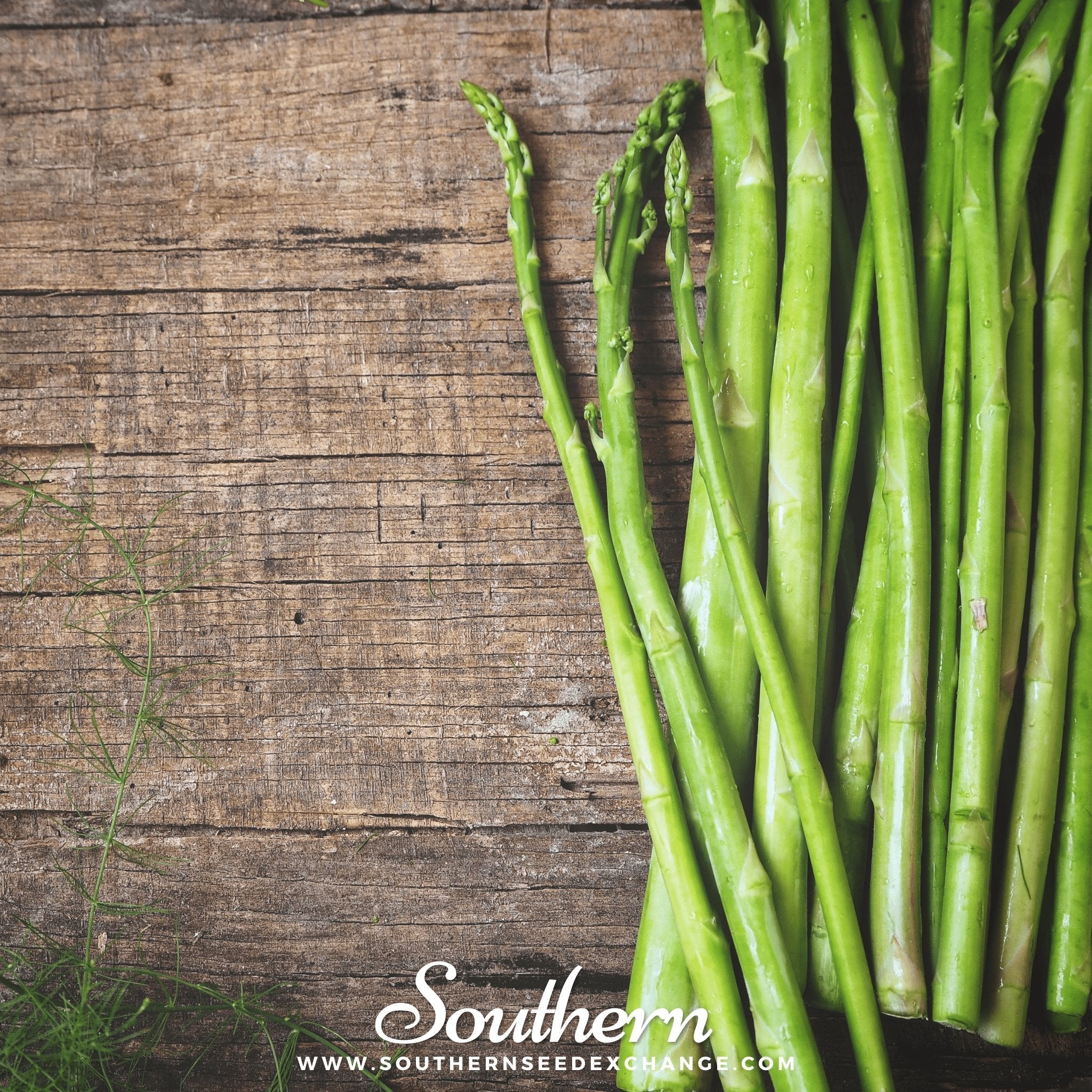 UC72 Asparagus – 50 Seeds