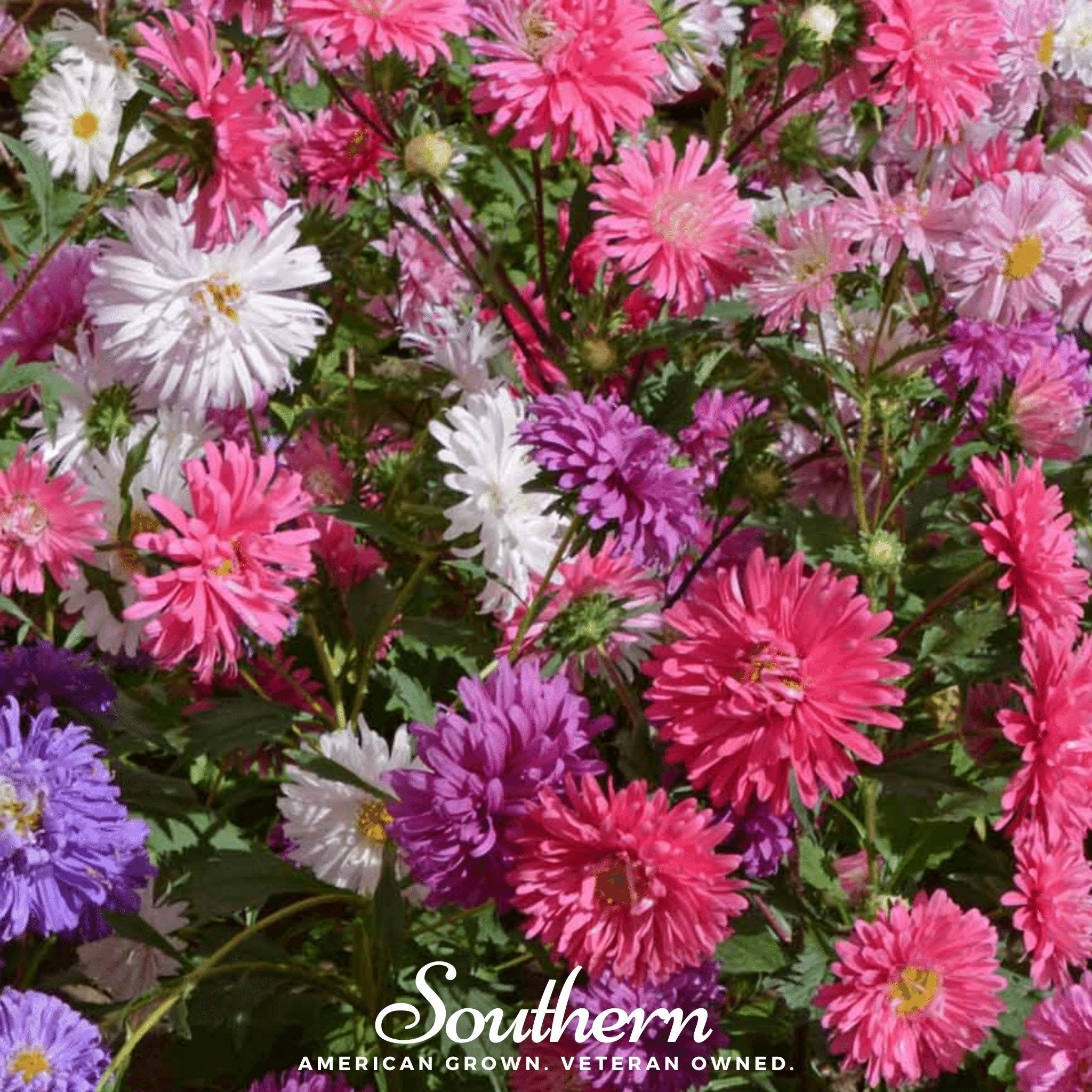 Crego Giant Aster Mix – 50 Seeds