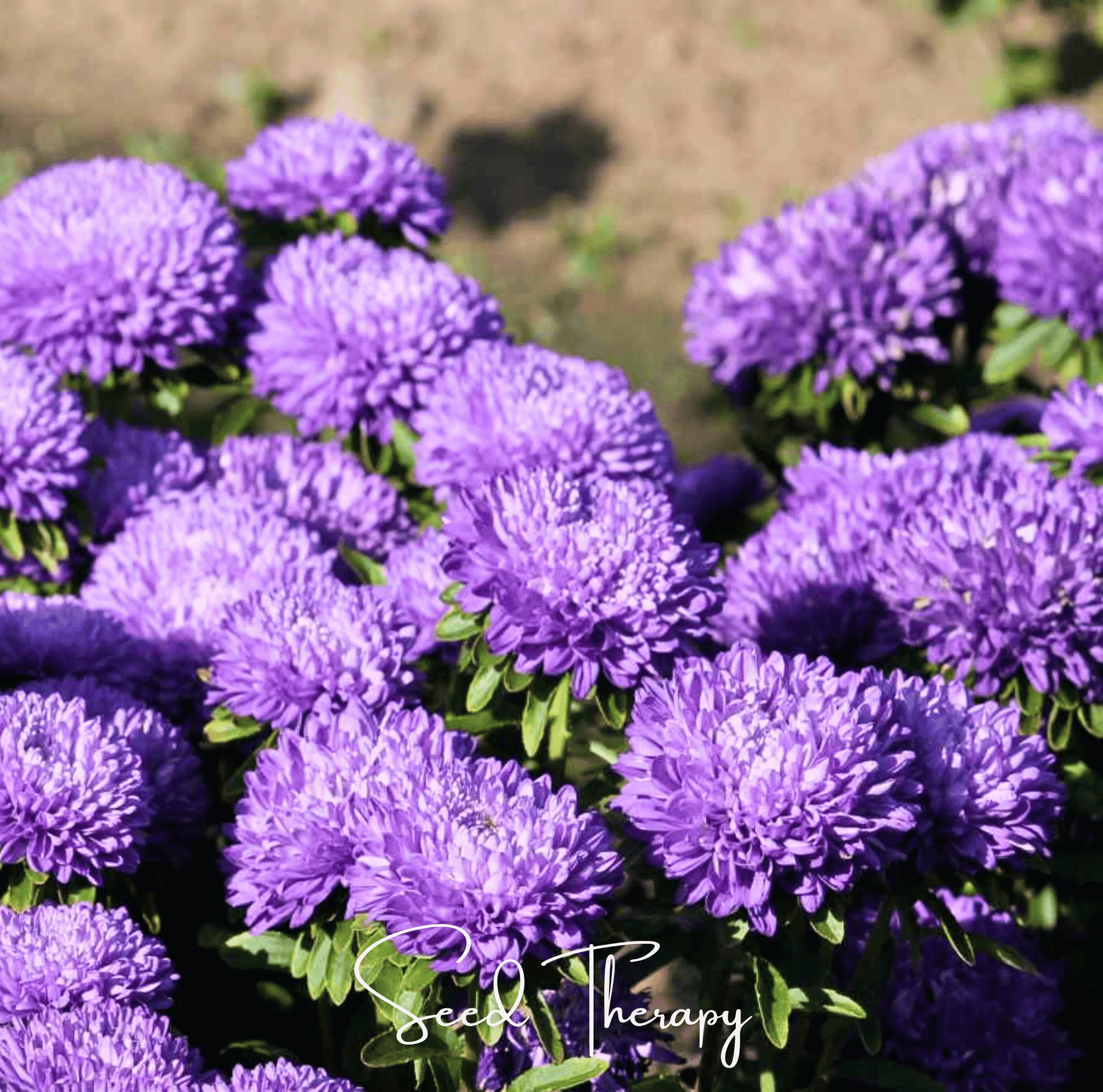 Lavender Gremlin Aster – 50 Seeds