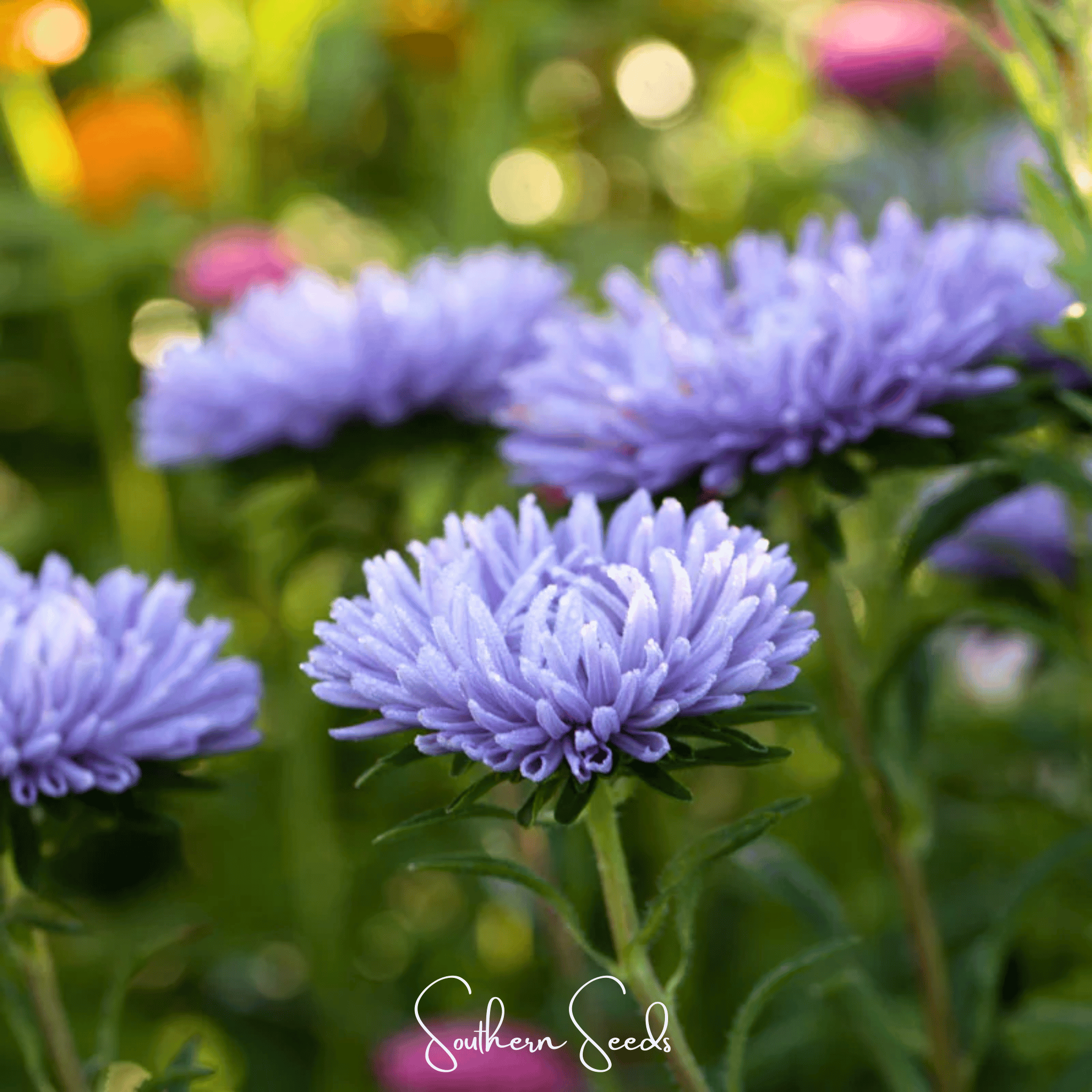 Lavender Gremlin Aster – 50 Seeds