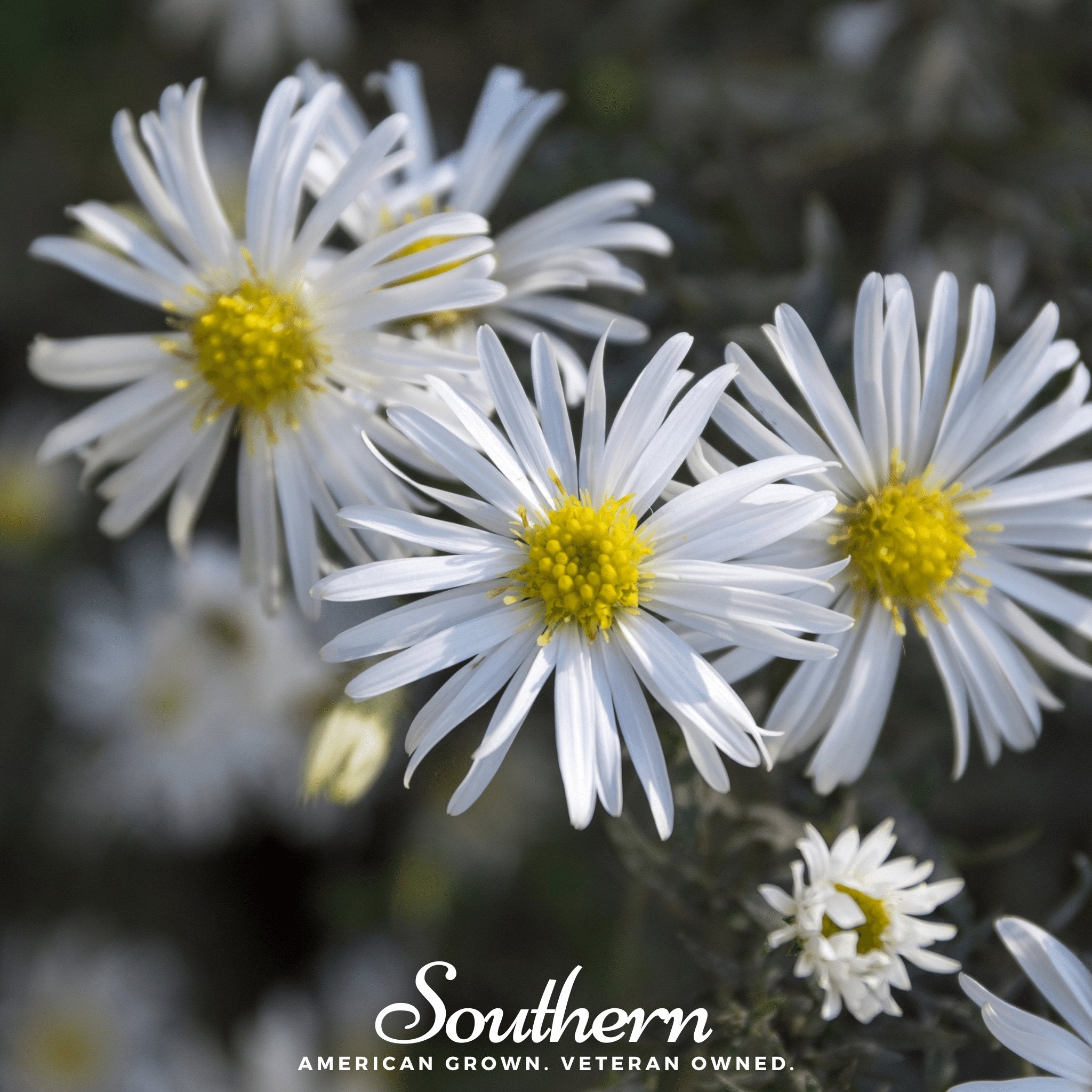 Heath White Aster – 50 Seeds