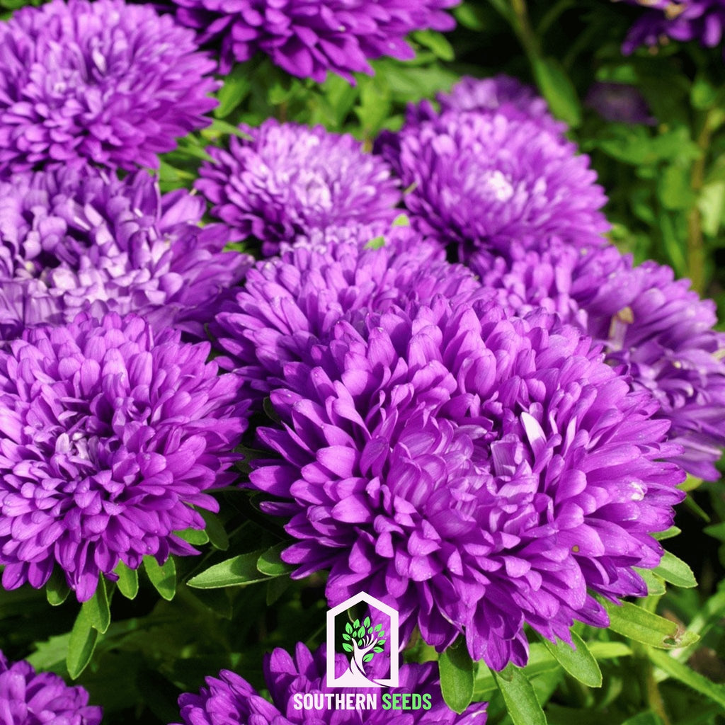 Milady Blue Aster – 50 Seeds